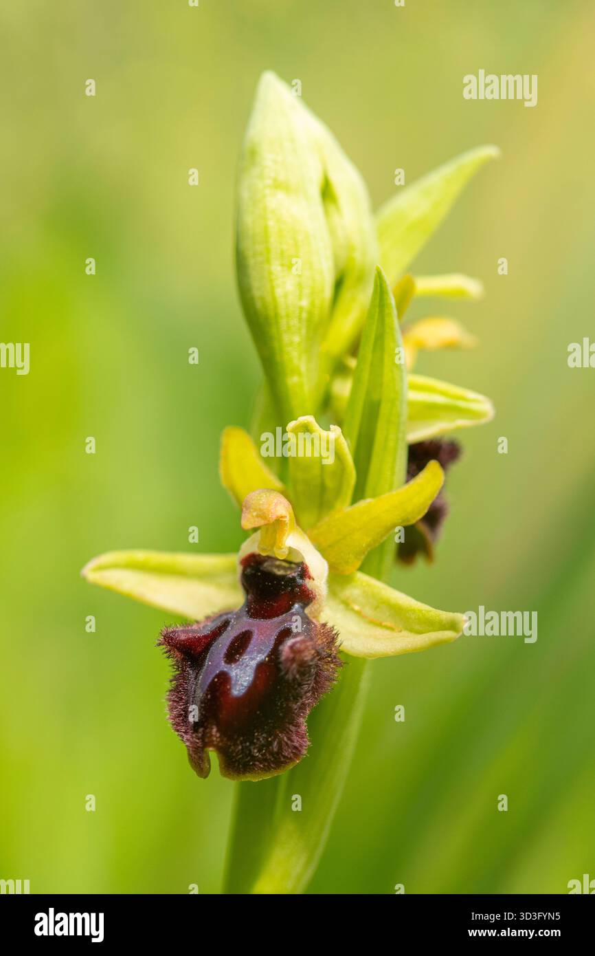 Immagine ravvicinata di Ophrys incubacea, un'impressionante orchidea selvatica che si trova nella variegata flora dell'Andalusia. La colorazione e la struttura uniche del fiore Foto Stock