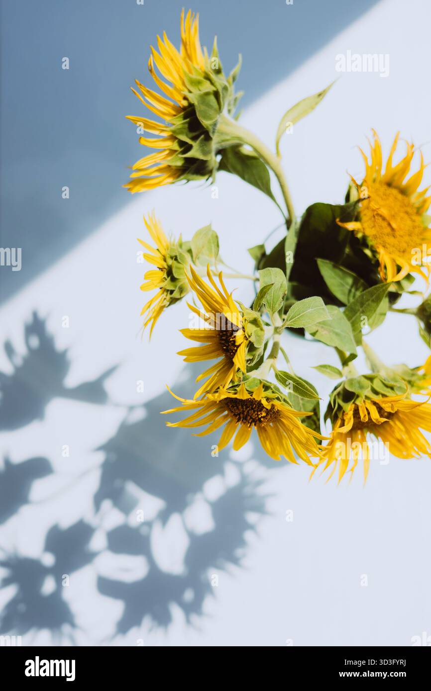 Vista dall'alto dei girasoli posti su una davanzale che proietta ombre distinte su una superficie luminosa. La luce solare brillante esalta i vivaci petali gialli e. Foto Stock