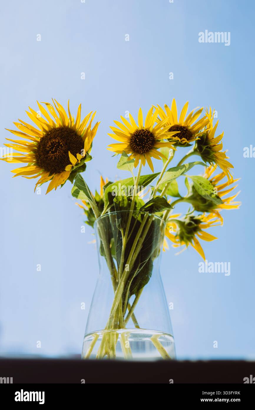 Fiori di girasoli luminosi in un vaso di vetro siedono su un davanzale illuminato dal sole, proiettando vivaci ombre contro un cielo azzurro limpido, creando un'atmosfera allegra e vibrante Foto Stock
