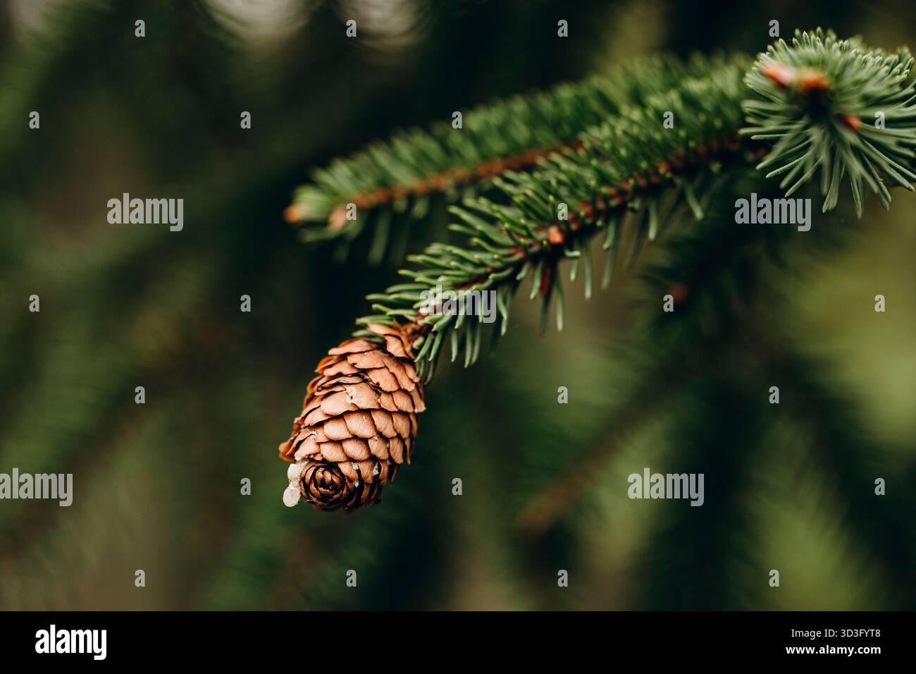 Foto macro da vicino di un cono di pino appeso a un ramo verde sempreverde. Lo sfondo presenta una messa a fuoco morbida che mette in risalto la tranquilla foresta Foto Stock