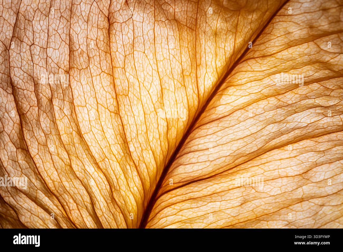 Una foto macro dettagliata di una foglia che mostra i suoi intricati motivi venosi e la consistenza. I toni caldi e terrosi mettono in risalto la bellezza naturale e la comp Foto Stock