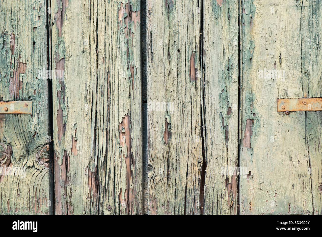 Primo piano di pannelli di legno intemprati con vernice verde pallido che rivela texture naturali. Le cerniere in metallo arrugginito si aggiungono all'appe rustico e invecchiato Foto Stock
