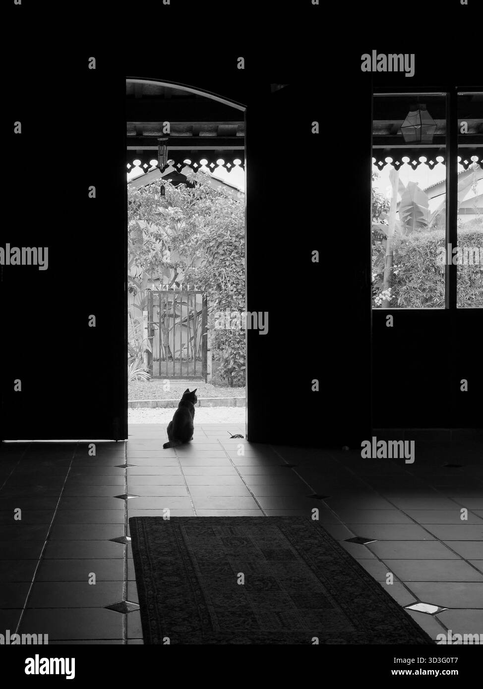 La silhouette di un gatto seduto su una porta aperta, che guarda l'esterno in una giornata di sole. Le ombre creano un'atmosfera serena e contemplativa in questo monocromatico Foto Stock