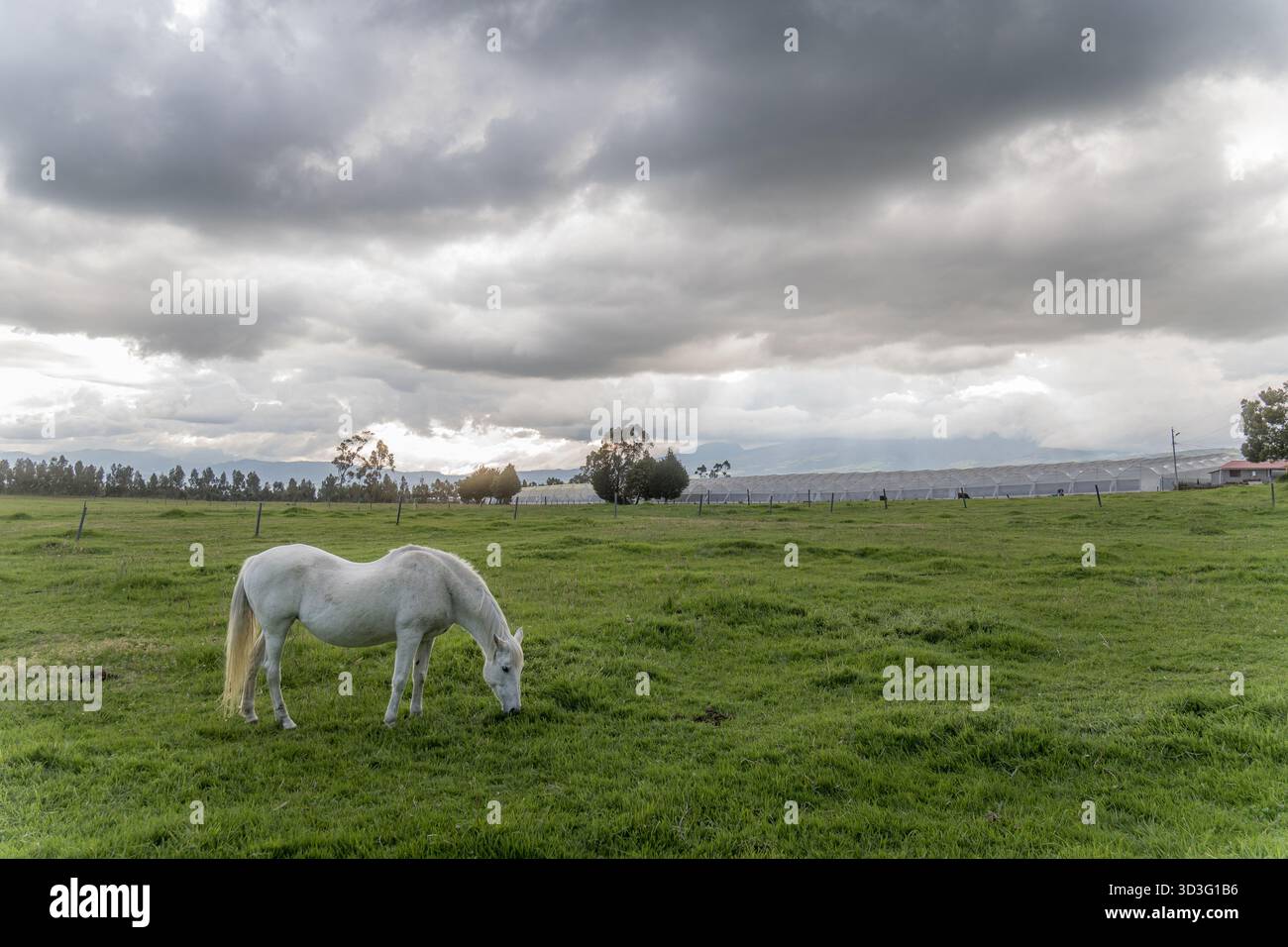 Un tranquillo cavallo bianco pascola pacificamente in un lussureggiante pascolo verde vicino a Cotopaxi, Ecuador. I cieli sovrastati offrono uno sfondo spettacolare a questa tranquilla sce Foto Stock