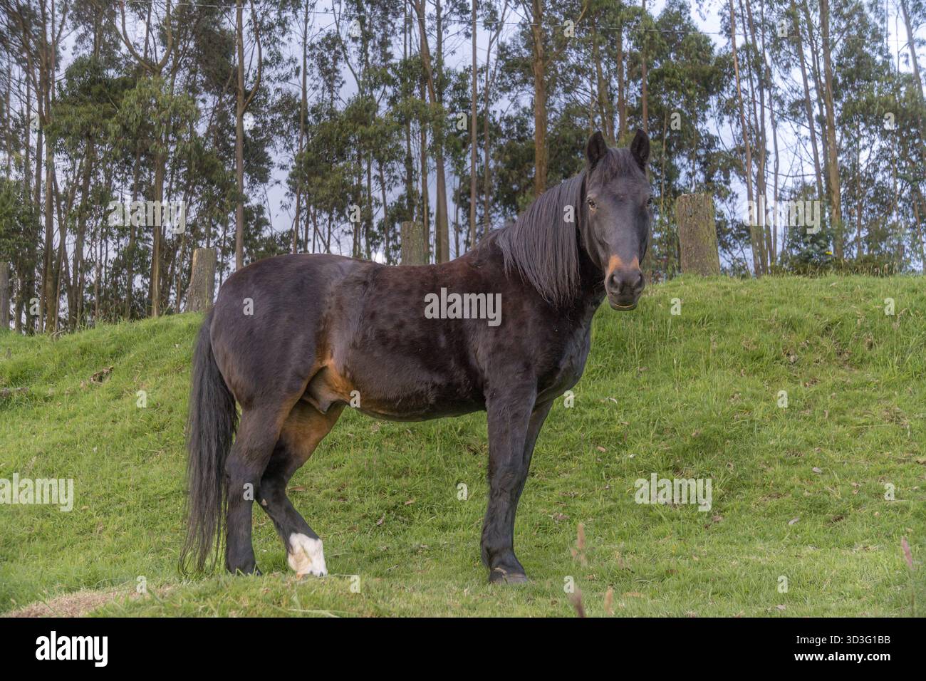 Un maestoso cavallo nero sorge graziosamente su un pendio verdeggiante, circondato da vegetazione lussureggiante e alberi torreggianti vicino a Cotopaxi, Ecuador, catturando il seno Foto Stock