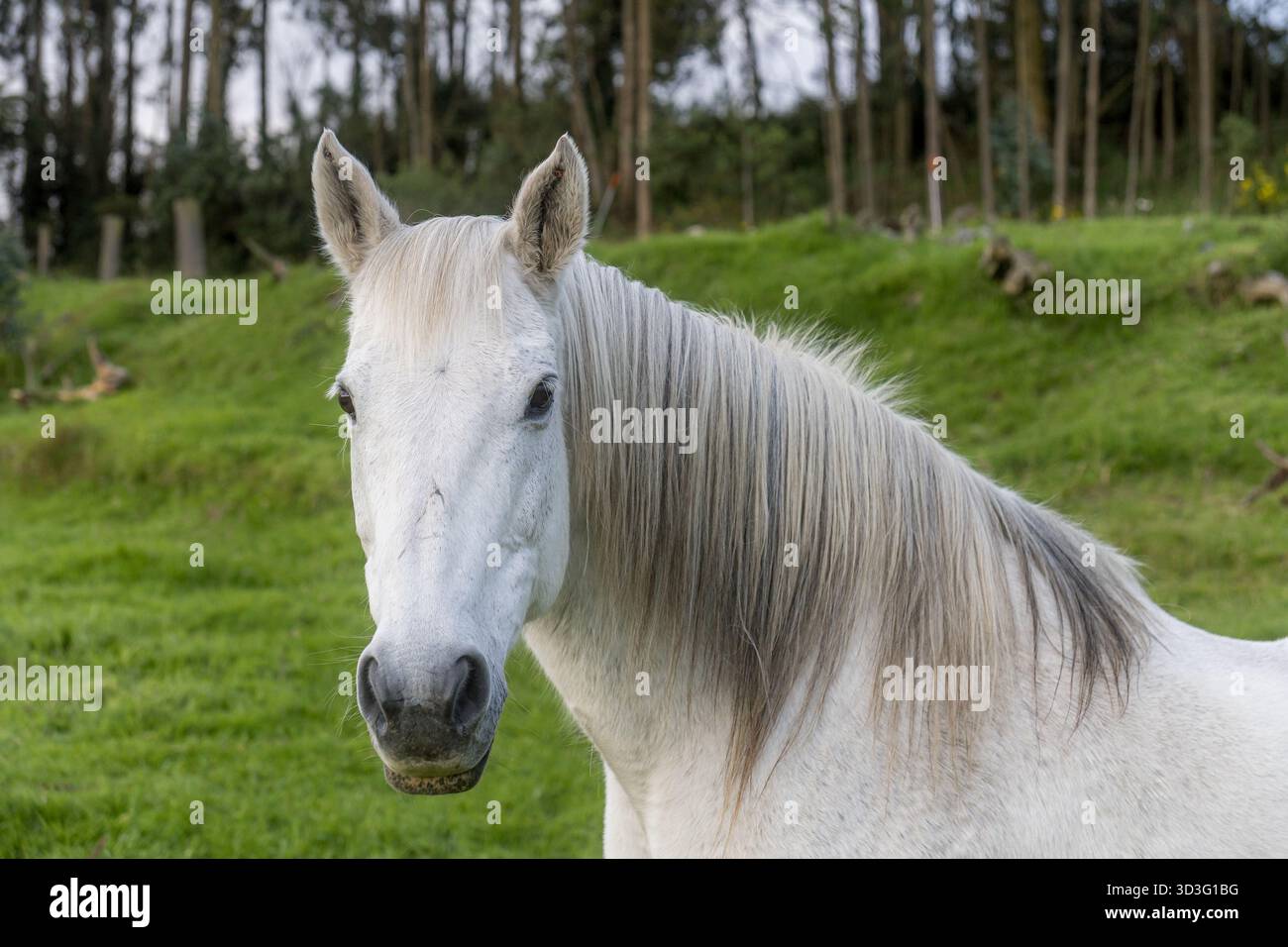 Un maestoso cavallo bianco sorge in un vibrante prato verde vicino a Cotopaxi, Ecuador. Circondato da alberi, il tranquillo ambiente mette in risalto i ricchi del paese Foto Stock