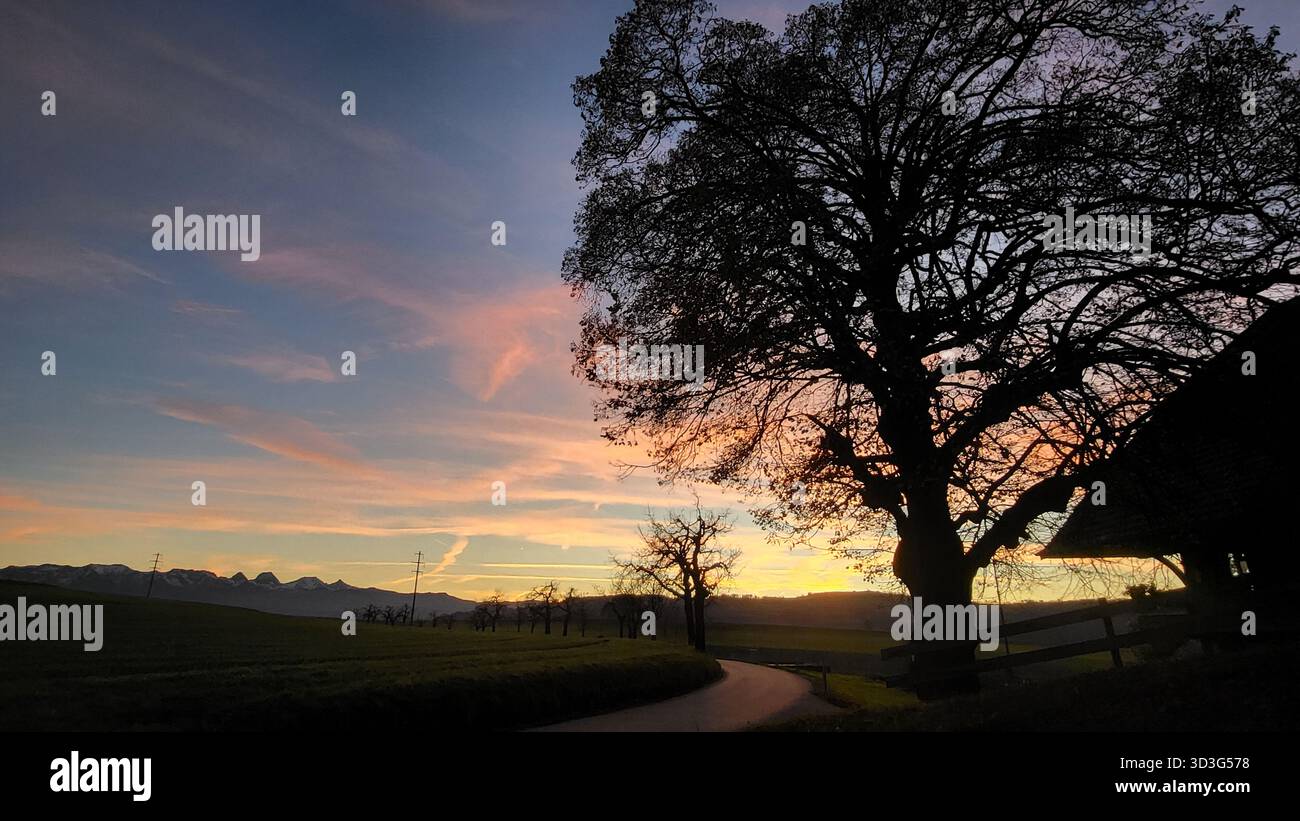 Una tranquilla scena di campagna al tramonto, che mostra un grande albero solitario come una silhouette scura contro il cielo luminoso della sera Foto Stock