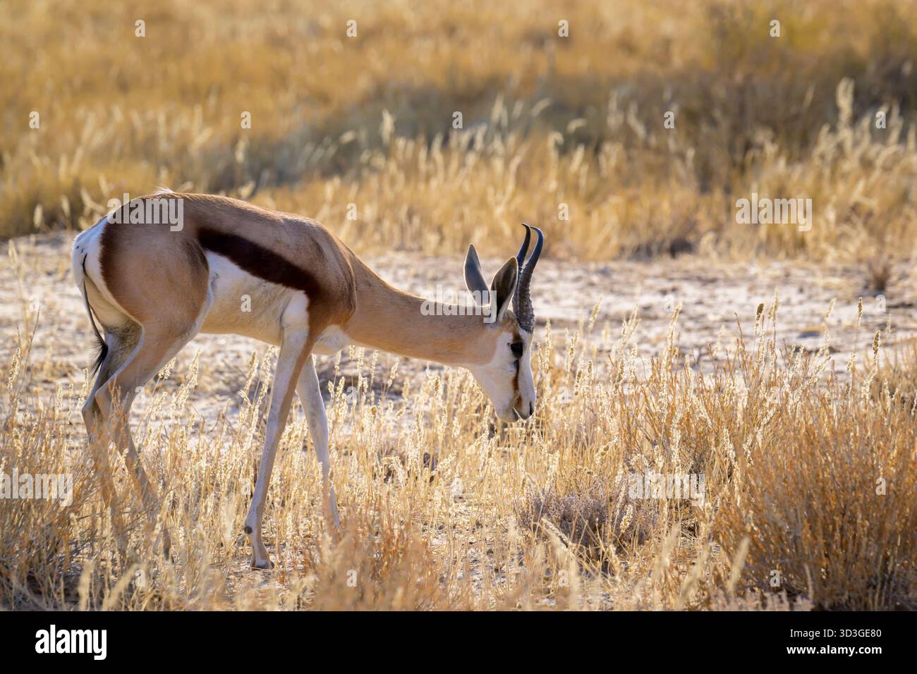 Springbok (Antidorcas marsupialis) che pascolano nel letto del fiume con retroilluminazione, Kgalagadi Transborder Park, Northern Cape, Sud Africa. Foto Stock