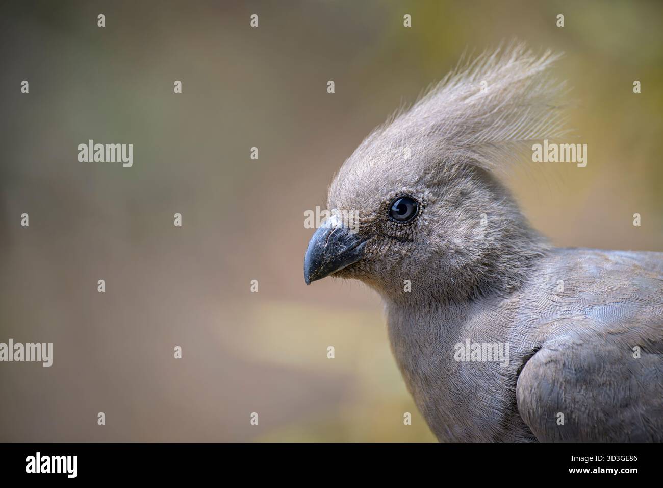 Ritratto da vicino di uccello grigio da asporto (Corythaixoides Concolor), riserva naturale di Pilanesberg, Sudafrica. Foto Stock