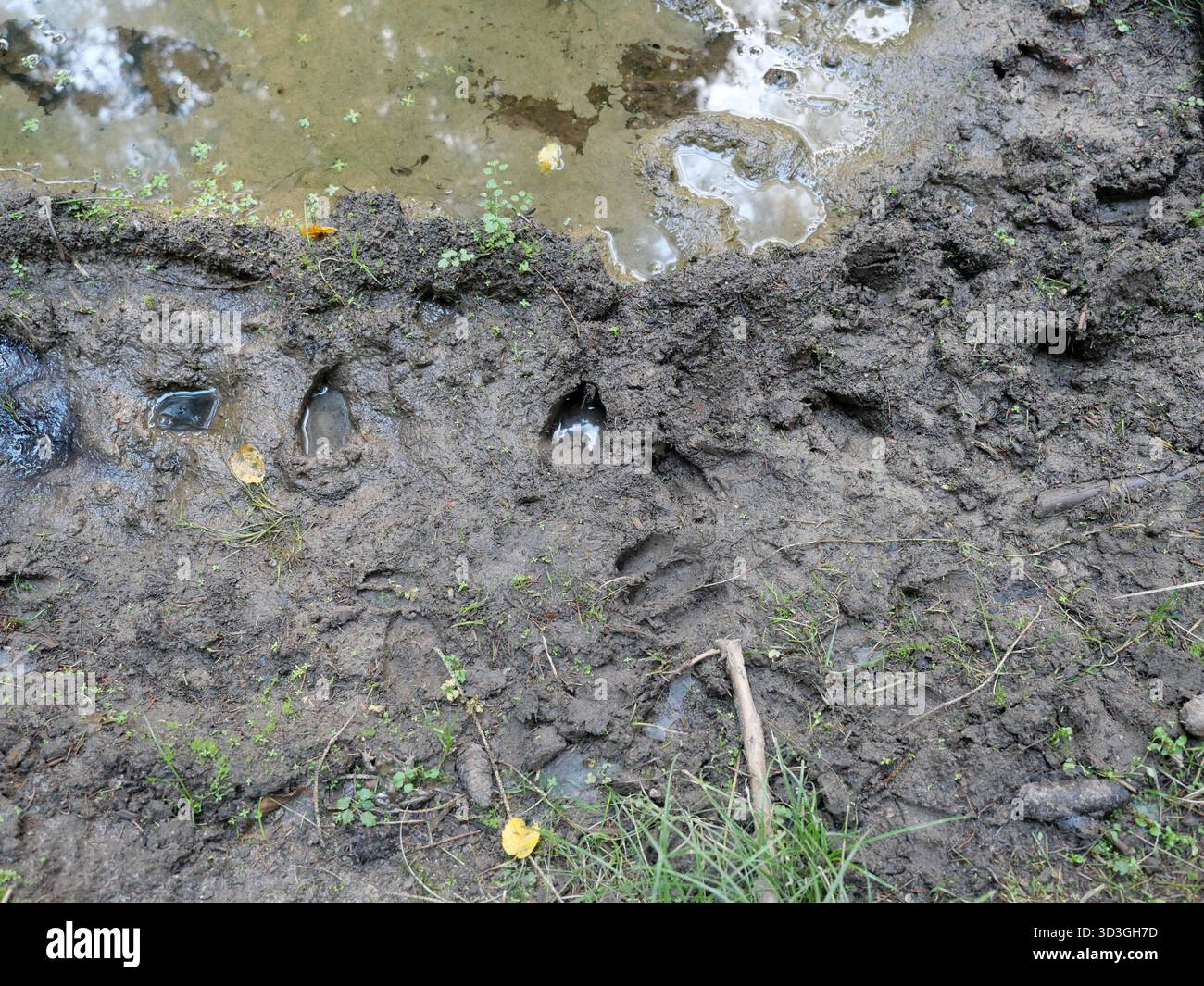 Tracce animali, simili a cervi, da artiodattili in terreni boschivi umidi con foglie e piante in autunno. Texture e dettagli naturali. Copyspace. Foto Stock