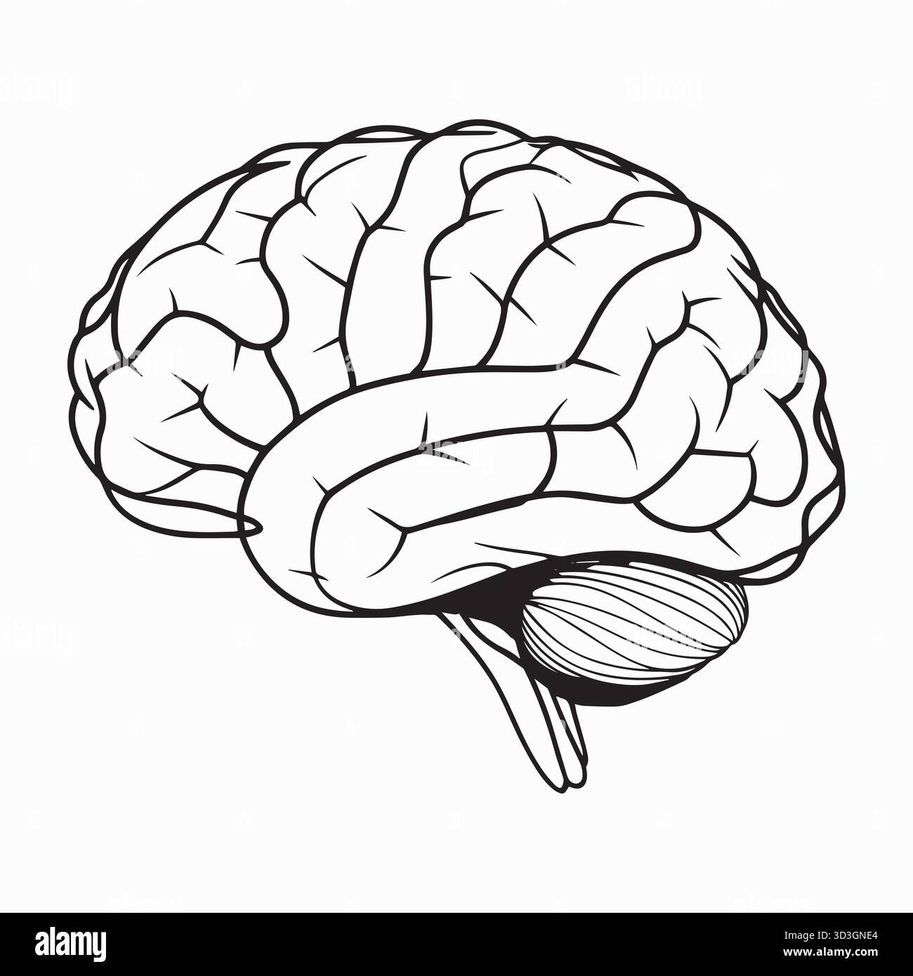 Illustrazione dettagliata del cervello umano che mostra chiaramente struttura, pieghe e anatomia. Illustrazione Vettoriale