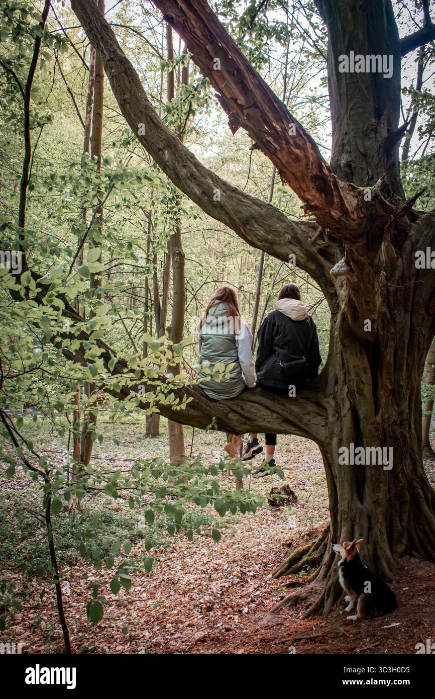 Due ragazze sono sedute su un albero nella foresta. Accanto all'albero è seduto un piccolo cane. Un autunno cammina nella foresta. Foto Stock