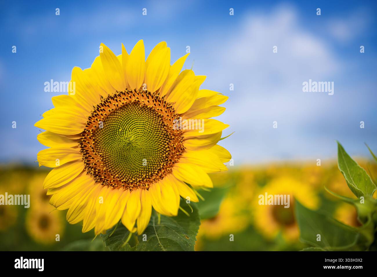 Sunflower Field Virginia Countryside // VIRGINIA — Un vivace girasole giallo (Helianthus annuus) è ben presente in un campo della campagna della Virginia. La sua grande testa, caratterizzata da un disco centrale di fiori e petali di raggi gialli luminosi, è chiaramente visibile. Lo sfondo mostra una vasta e sfocata distesa di girasoli aggiuntivi sotto un cielo azzurro. I campi di girasole sono una caratteristica comune nella Virginia rurale, in particolare durante la fine dell'estate e l'inizio dei mesi autunnali. Queste piante sono coltivate per i loro semi, olio e spesso attraggono visitatori per la loro bellezza estetica. Foto Stock