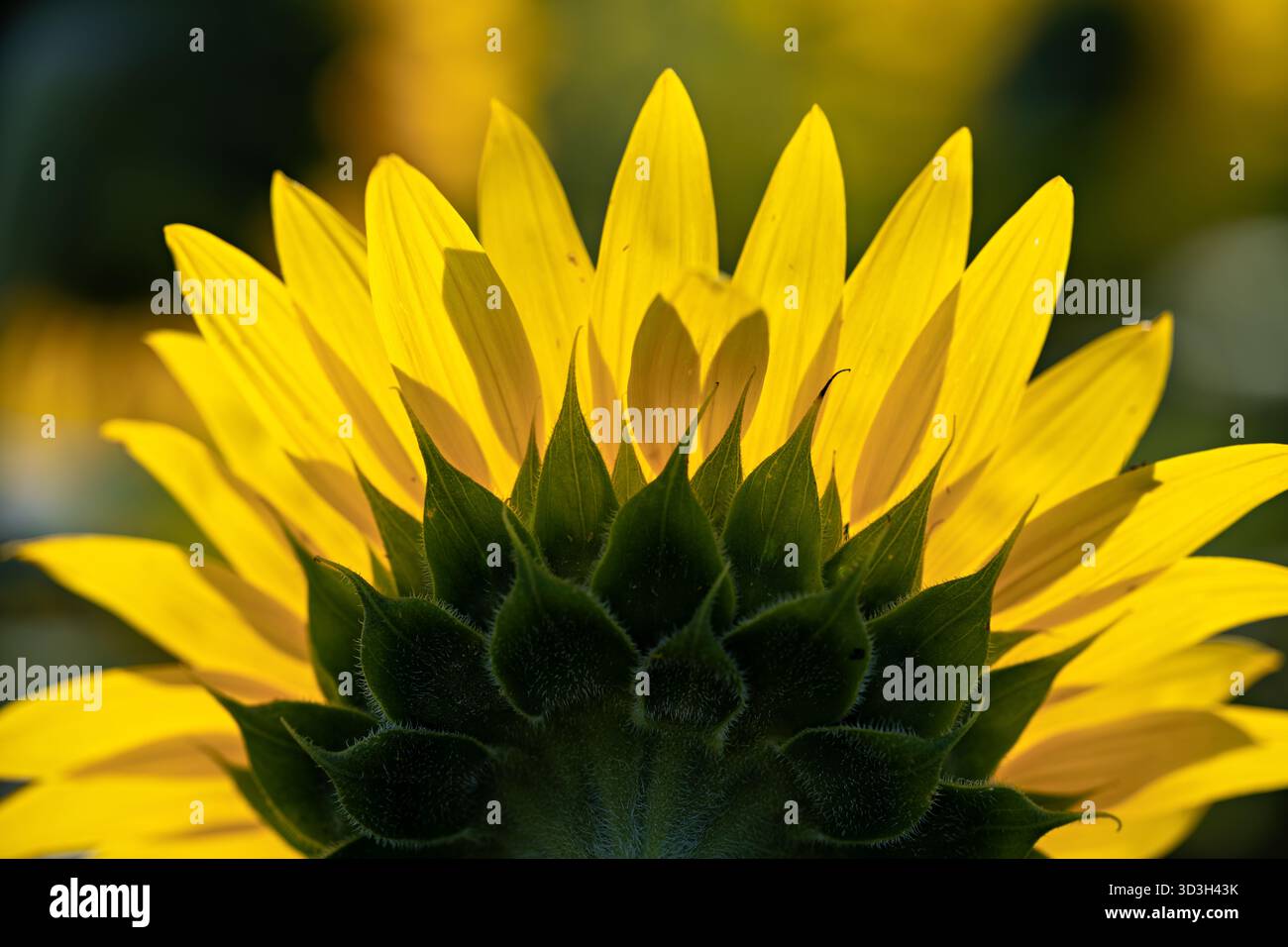 Girasole da vicino nella campagna della Virginia // VIRGINIA, Stati Uniti - Una vista ravvicinata cattura il retro di una testa di girasole (Helianthus annuus). Presenta i suoi filari verdi (bratti) e i vivaci fiori di raggi gialli. Originari del Nord America, i girasoli sono ampiamente coltivati per il loro olio commestibile, semi e scopi ornamentali. Queste piante annuali sono note per le loro grandi teste di fiori compositi che tipicamente tracciano il sole. Questo particolare girasole si trova nella campagna della Virginia. Foto Stock
