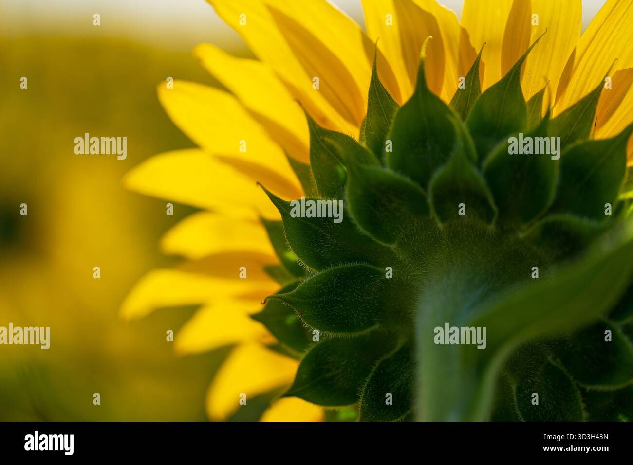 Girasole nella campagna della Virginia // VIRGINIA, Stati Uniti - Una vista ravvicinata cattura il retro di un girasole (Helianthus annuus), mettendo in risalto i suoi sepali verdi e i vivaci petali gialli. I girasoli sono ampiamente coltivati come un'importante coltura agricola, principalmente per il loro olio e semi commestibili. Le grandi teste di fiori della pianta sono note per tracciare il sole, un fenomeno chiamato eliotropismo. Questa prospettiva dettagliata mostra l'intricata struttura del fiore, comunemente presente nei campi di tutta la campagna rurale della Virginia. Foto Stock