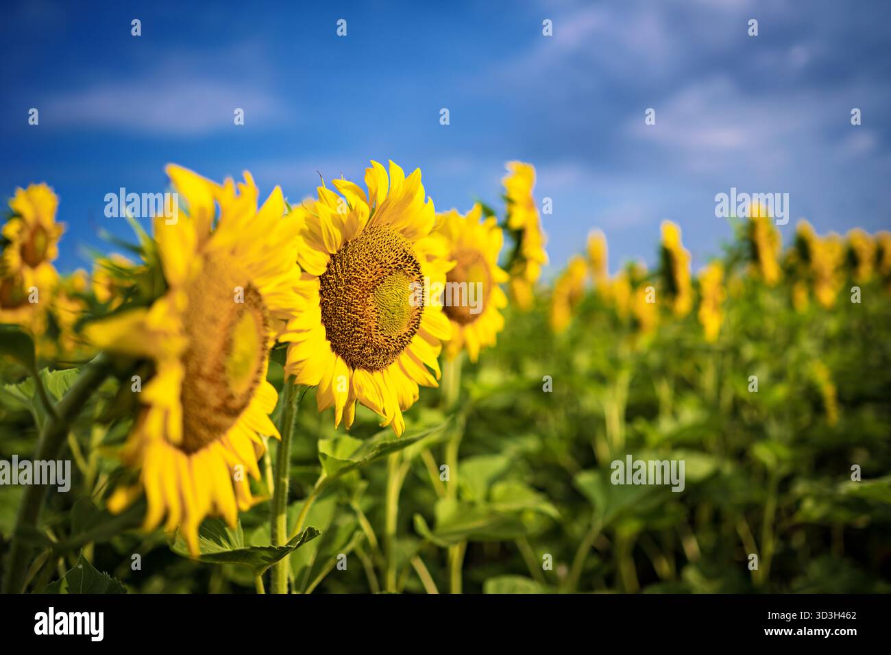Girasoli nella campagna della Virginia // VIRGINIA, Stati Uniti — Un campo di girasoli (Helianthus annuus) mostra le sue vibranti fioriture gialle nella campagna della Virginia. Le grandi teste di fiori, caratterizzate dai loro petali luminosi e dai dischi di semi centrali, sono un punto di vista comune nelle zone agricole. Coltivati principalmente per i loro semi e olio commestibili, i girasoli sono apprezzati anche per il loro fascino estetico. Le piante sono mostrate sotto un cielo azzurro, che si estende attraverso il paesaggio rurale. Questa scena cattura la bellezza naturale e il significato agricolo delle vaste fattorie della Virginia. Foto Stock