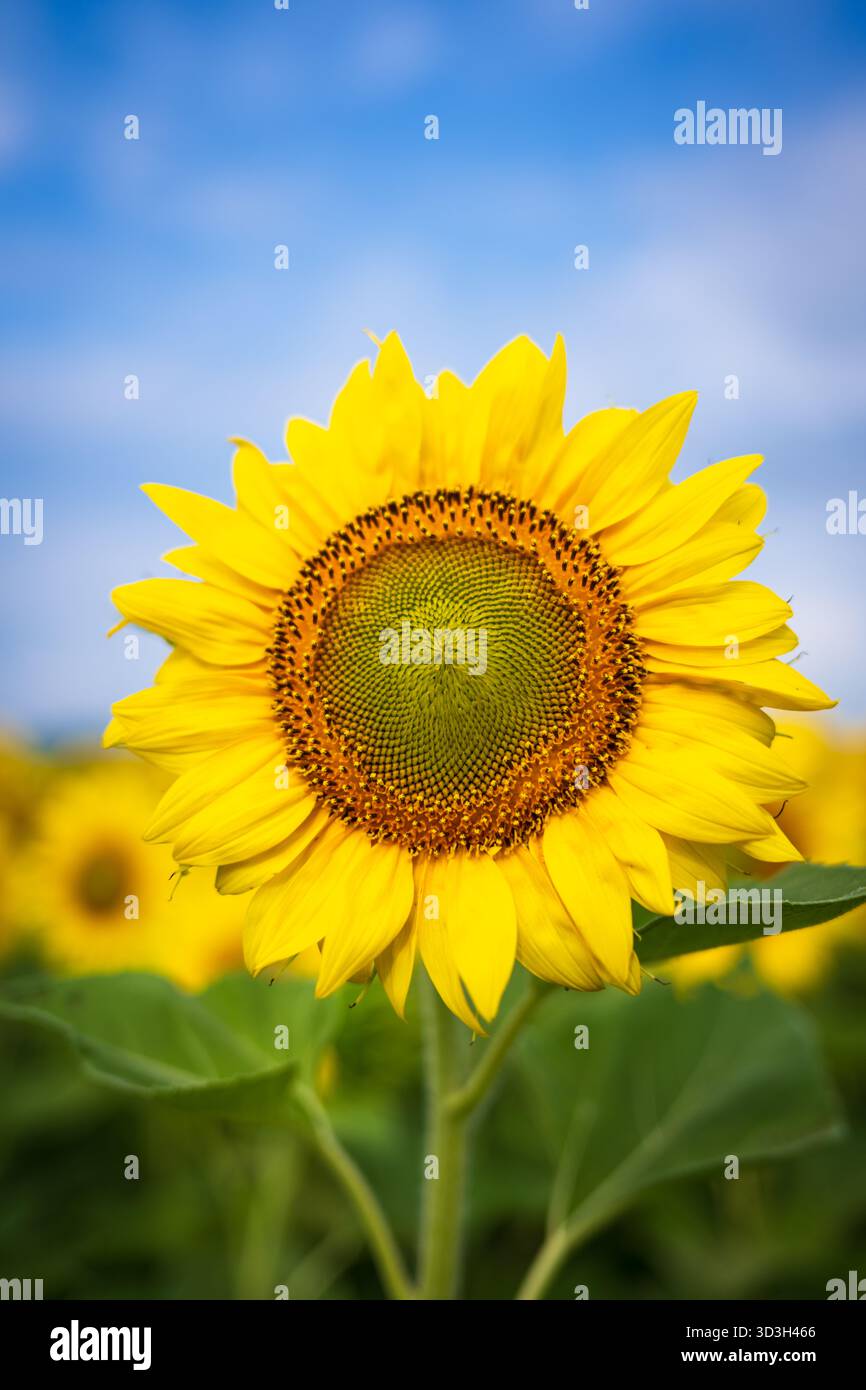 Sunflower Field Virginia Countryside // VIRGINIA, Stati Uniti - Un vivace girasole (Helianthus annuus) è presente in un campo della campagna della Virginia. I girasoli sono ampiamente coltivati per i loro semi commestibili, che sono una fonte di olio e snack. Queste grandi piante annuali sono originarie del Nord America e rappresentano una coltura agricola significativa a livello globale. In Virginia, i campi di girasole sono spesso un'attrazione popolare per gli agriturismi, attirando i visitatori nelle aree rurali. In genere fioriscono alla fine dell'estate, creando paesaggi pittoreschi in tutto lo stato. Foto Stock