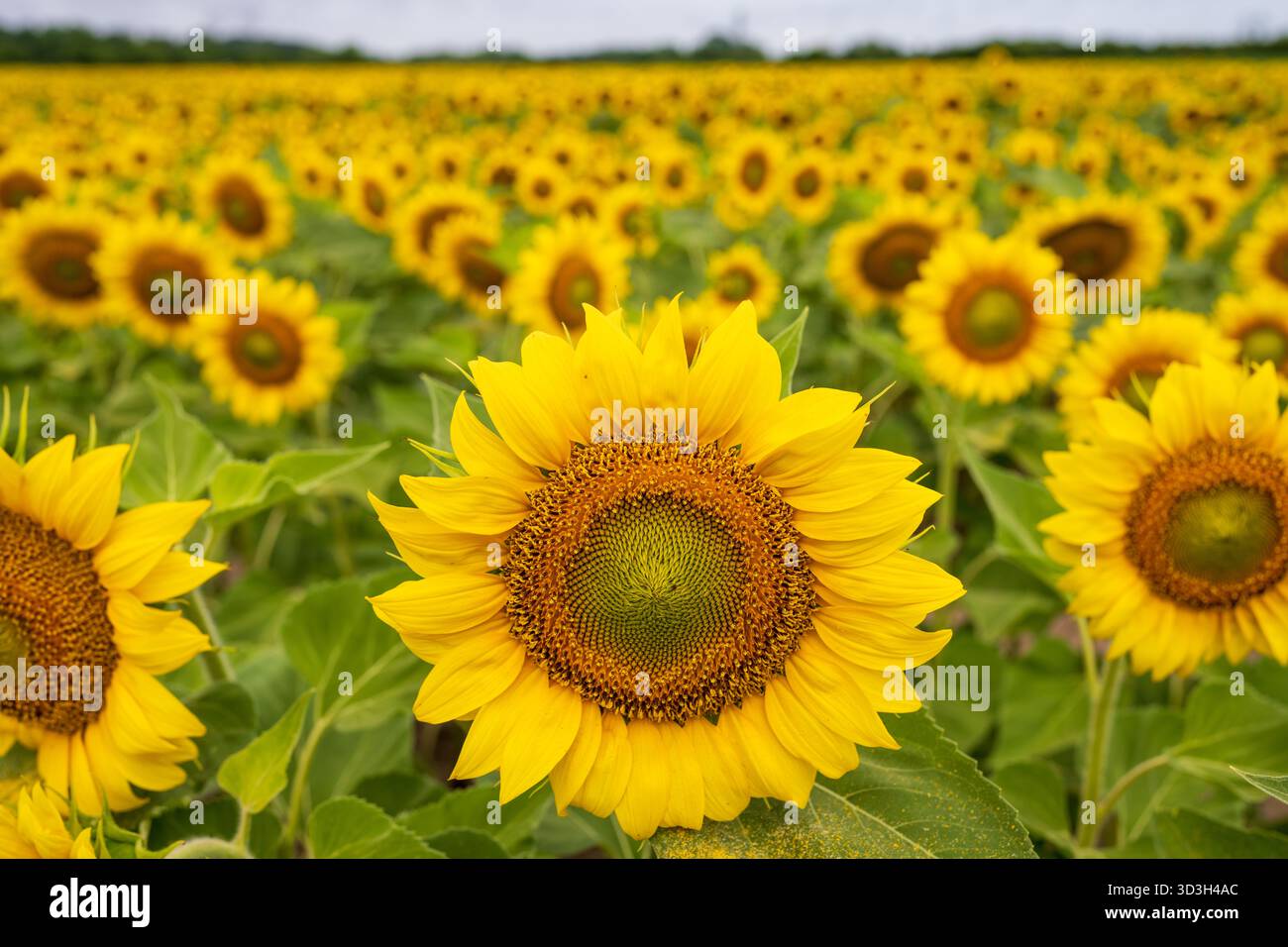 Sunflower Field Virginia Countryside // VIRGINIA — Un campo di vibranti girasoli (Helianthus annuus) si estende attraverso la campagna della Virginia. I girasoli sono originari del Nord America e sono ampiamente coltivati per i loro semi e olio commestibili. Queste piante annuali sono note per le loro grandi teste di fiori gialli, che in genere fioriscono a metà-fine estate. Il paesaggio agricolo della Virginia comprende spesso campi di girasole, contribuendo alla variegata industria agricola dello stato. Questi campi sono attrazioni popolari e attirano visitatori nelle aree rurali durante la stagione della fioritura. Foto Stock