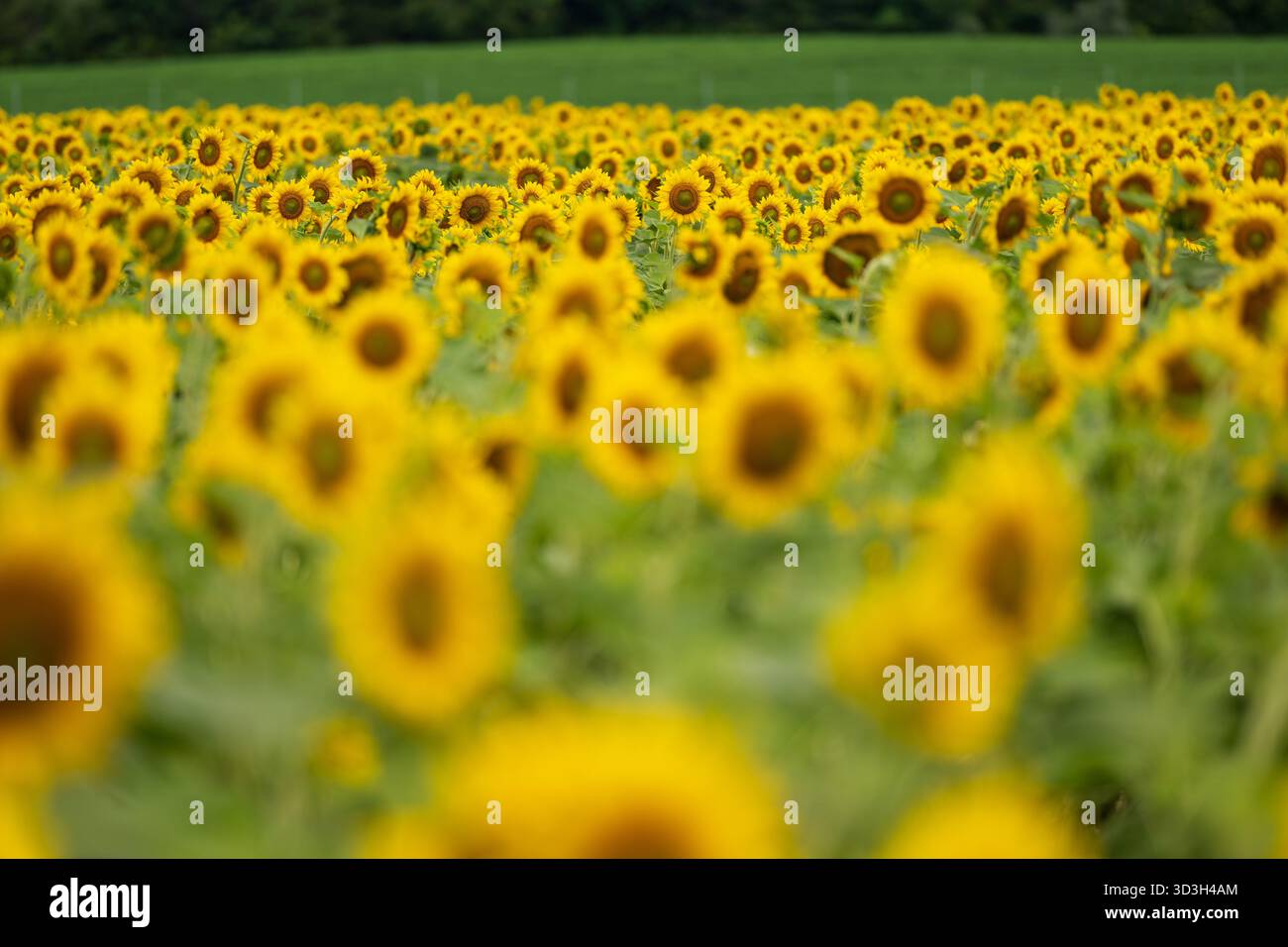 Campo di girasoli campagna della Virginia | NOKESVILLE, Va. — Un fitto campo di girasoli, fotografato in basso attraverso le file, forma una distesa dorata a Burnside Farms a Nokesville, in Virginia. La famiglia Dawley ha trasformato l'operazione di fiori da cogliere da un'attività all'ingrosso di fiori recisi del 1995 in una delle più grandi fattorie di agriturismo focalizzate sui fiori della regione, organizzando ogni anno la sua Estate dei Girasoli da metà luglio a inizio settembre. Foto Stock