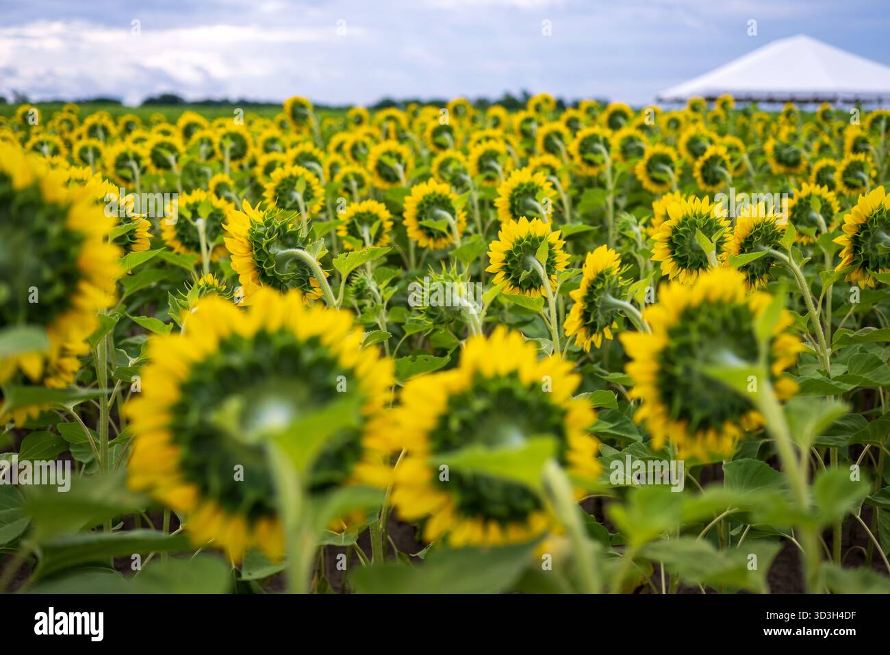 Girasoli Nella Campagna Della Virginia | NOKESVILLE, Va. — File di girasoli giovani girano le loro teste non aperte lontano dalla fotocamera a Burnside Farms a Nokesville, Virginia, illustrando l'eliotropismo, la tendenza dei girasoli immaturi a seguire il percorso del sole nel cielo prima che il fiore maturi e fissi la sua orientazione. Una tenda bianca per eventi segna l'orizzonte dei campi dell'Estate dei Girasoli della fattoria. Foto Stock
