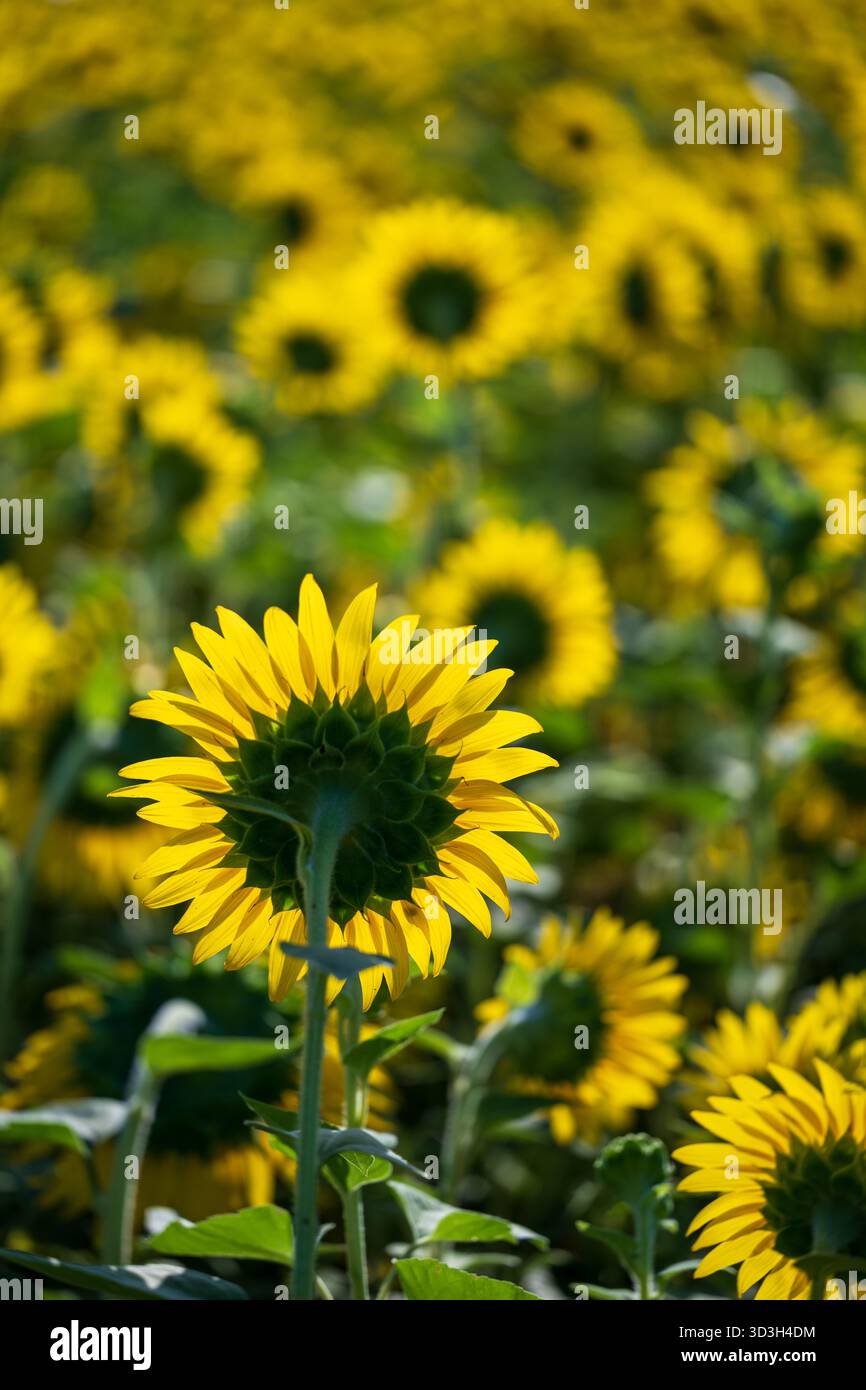 Sunflower Field Virginia Countryside // VIRGINIA, Stati Uniti - Un vivace campo di girasole si vede nella campagna della Virginia, con il dorso di un solo girasole prominente in primo piano. I girasoli (Helianthus annuus) sono ampiamente coltivati per il loro olio e semi commestibili, giocando un ruolo importante nell'agricoltura. Queste piante annuali sono note per le loro grandi teste di fiori gialli. Questi ampi campi sono una visione comune nei paesaggi agricoli in tutta la Virginia, sostenendo l'agricoltura locale e contribuendo all'economia dello stato. Foto Stock