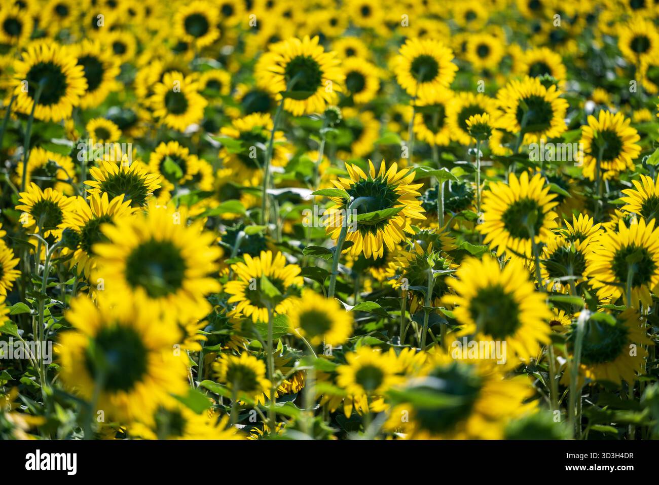 Girasoli nella campagna della Virginia USA // VIRGINIA, USA — Un vasto campo di girasoli (Helianthus annuus) viene catturato nella campagna della Virginia. Molti dei fiori gialli brillanti sono visti da dietro, mostrando i loro sepali verdi e la parte posteriore dei loro petali. I girasoli sono ampiamente coltivati per il loro olio e semi commestibili. Le piante giovani sono note per l'eliotropismo, girando la testa per seguire il sole per tutto il giorno. Questa scena agricola è caratteristica delle aree rurali della Virginia, uno stato nel Medio Atlantico e sud-est degli Stati Uniti. Foto Stock
