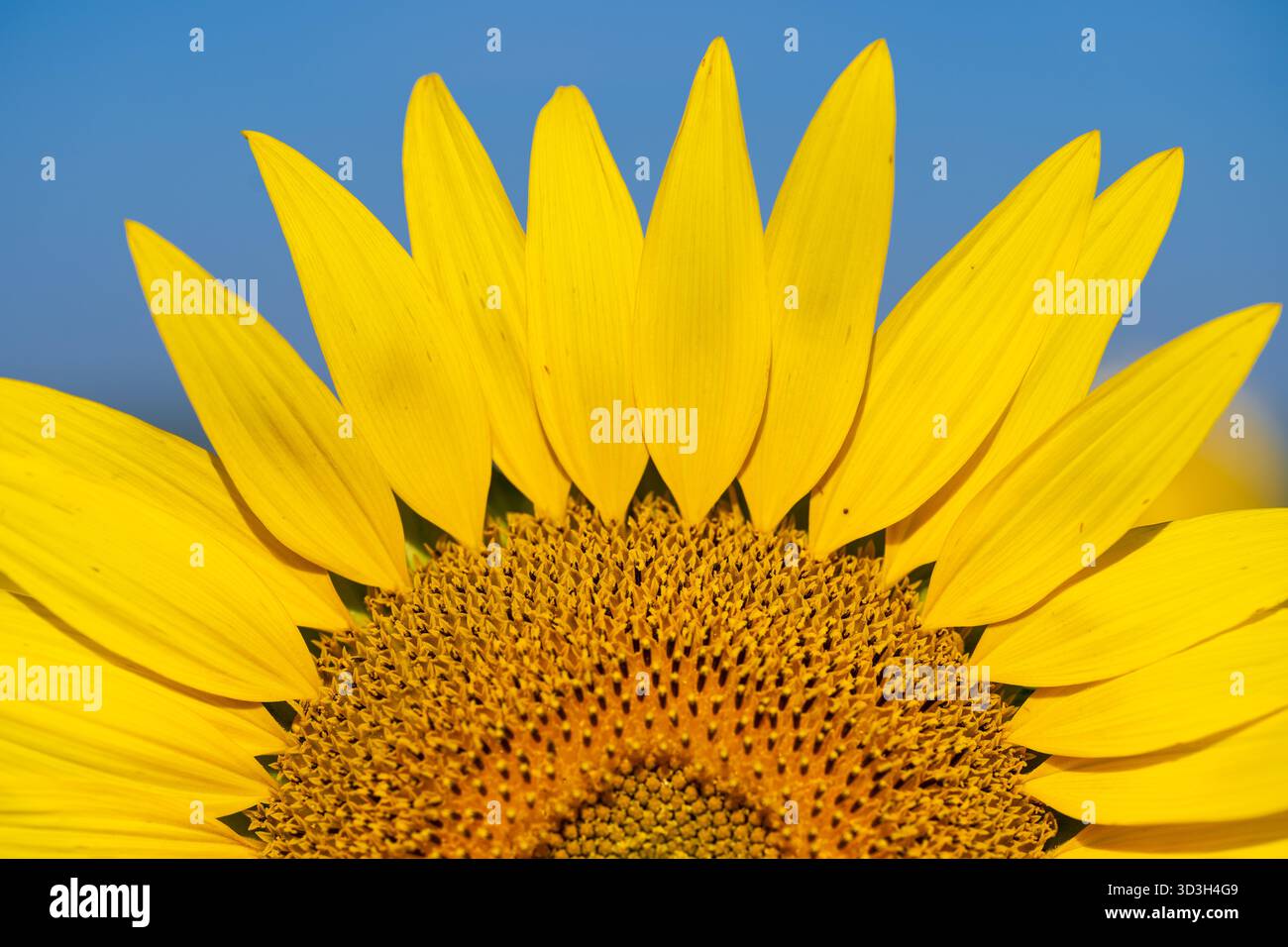 Petali di girasole contro Blue Sky Virginia Countryside // VIRGINIA - petali di girasole gialli luminosi sono esposti in modo prominente contro un cielo azzurro cristallino nella campagna della Virginia. I fiori a disco centrali, che maturano in semi, sono visibili nel cuore del fiore. I girasoli (Helianthus annuus) sono autoctoni del Nord America e sono ampiamente coltivati per i loro semi e olio commestibili. Questi vivaci campi sono una caratteristica caratteristica del paesaggio agricolo della Virginia durante la stagione estiva. Foto Stock