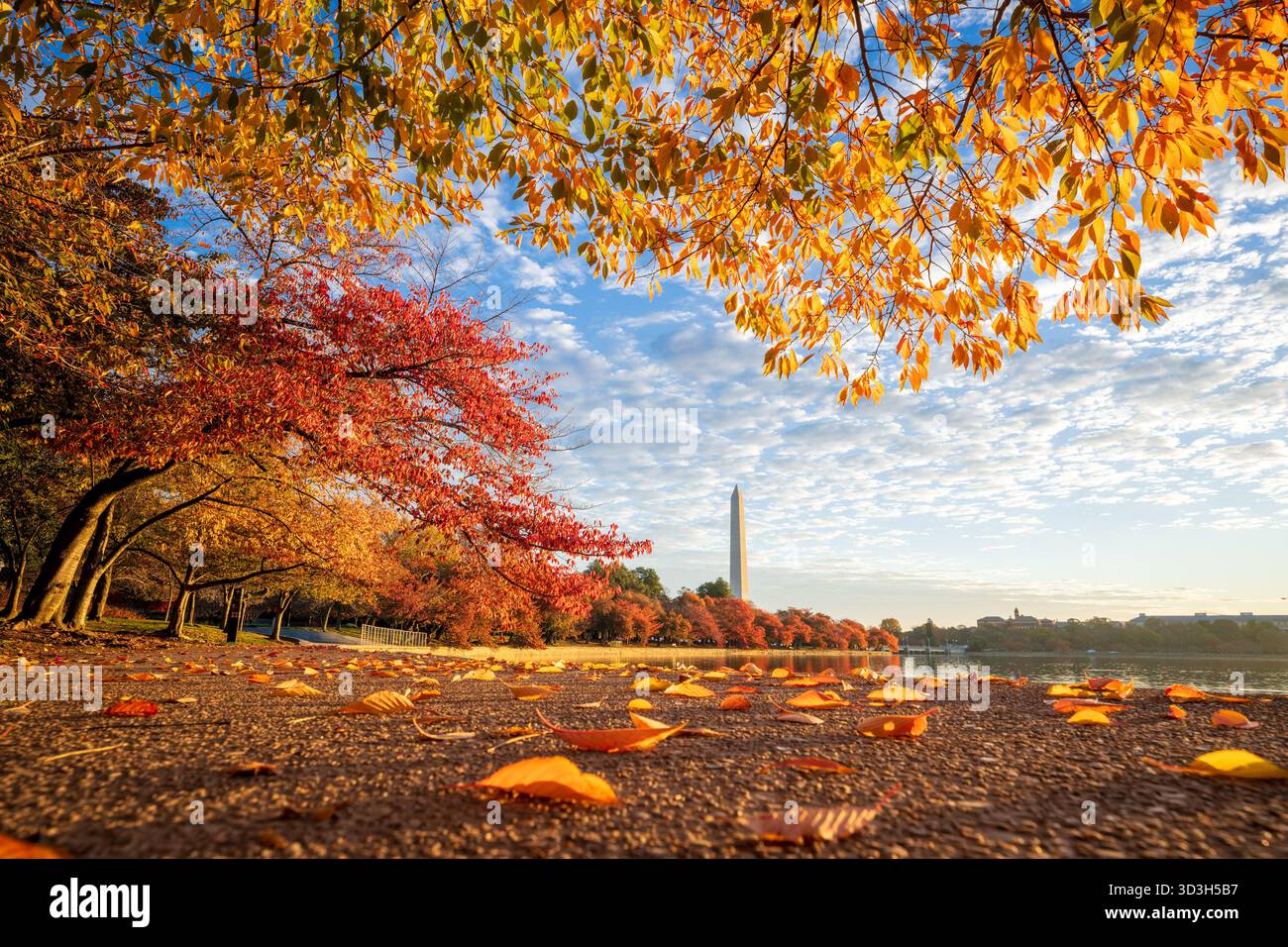 Washington Monument Tidal Basin Fall Colors Washington DC // WASHINGTON DC - il Washington Monument è visibile oltre il bacino di marea, dove i ciliegi mostrano vibranti colori autunnali di rosso, arancione e giallo. Questo iconico bacino artificiale artificiale, adiacente al fiume Potomac, è una caratteristica centrale del National Mall e dei Memorial Parks. Il bacino delle maree è gestito dal National Park Service ed è una destinazione popolare per la sua bellezza stagionale. È particolarmente conosciuta per i suoi fiori primaverili di ciliegio e per la splendida vegetazione autunnale. La scena è illuminata dalla luce dorata del sole poco dopo l'alba, enhanci Foto Stock