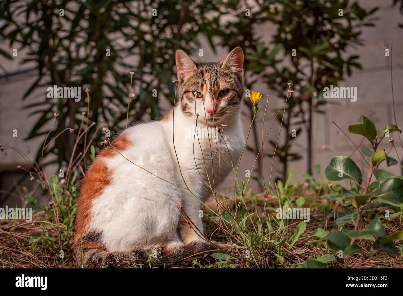 Un gatto sotto i raggi del sole mattutino. Foto Stock
