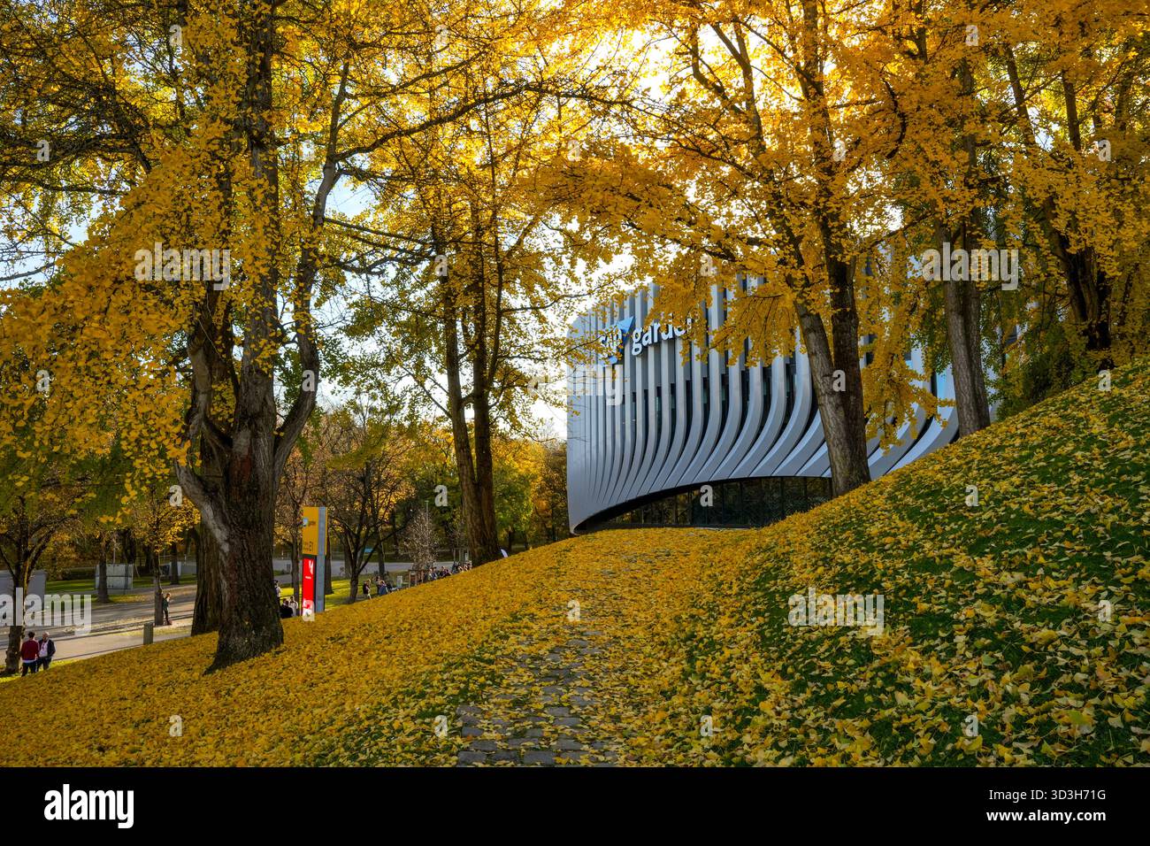 SAP Garden, Arena polifunzionale circondata da alberi di Ginkgo (Ginkgo Biloba), le cui foglie sono diventate giallo dorato in autunno Foto Stock
