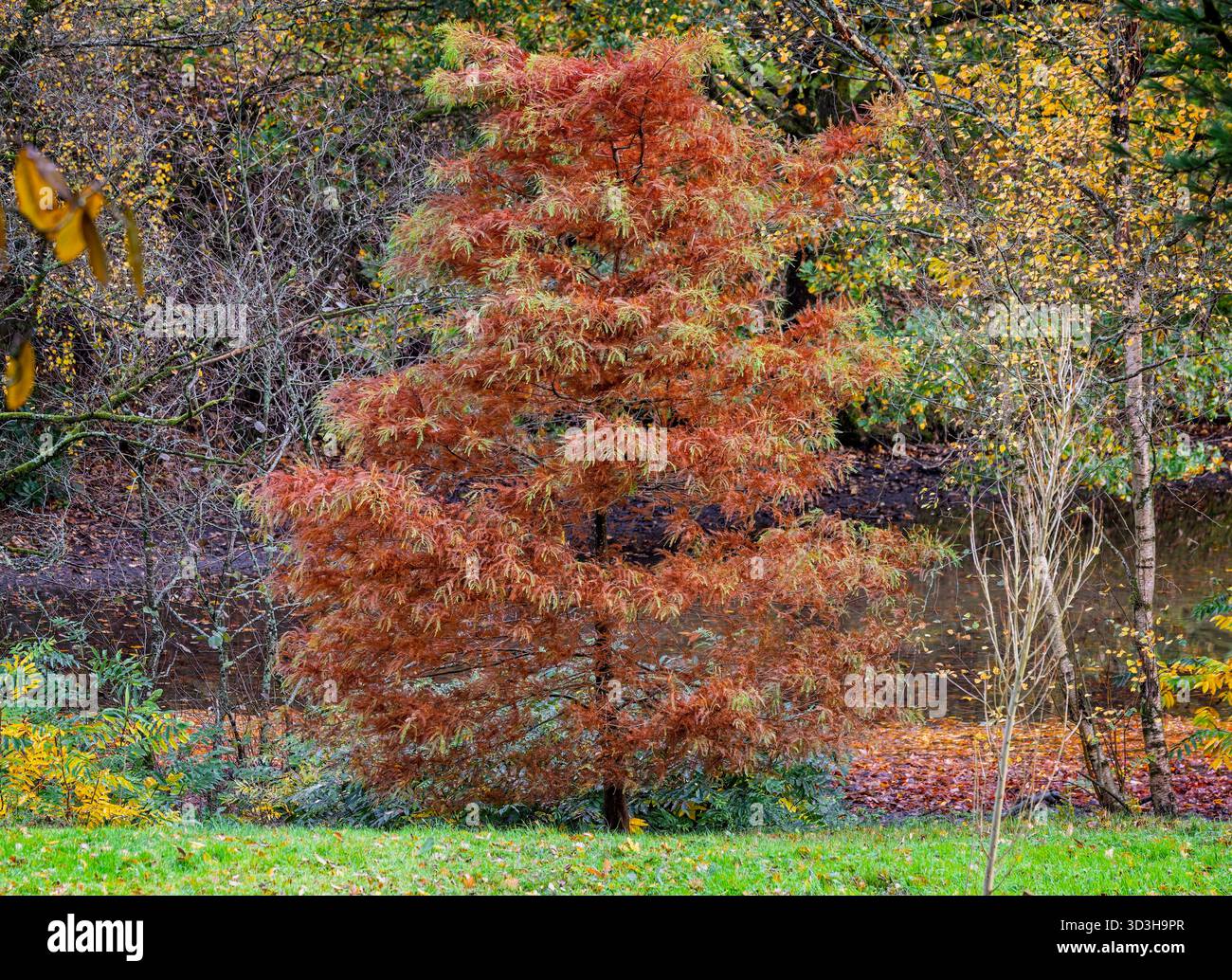 Piccolo albero con foglie simili a felci nei colori autunnali di ricchi marroni, verdi e gialli in giardino nel Wiltshire, Regno Unito Foto Stock
