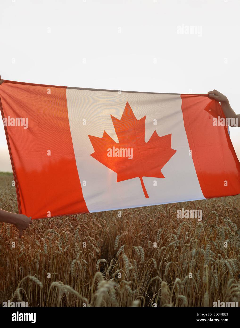 Grande bandiera canadese sullo sfondo di un campo di grano maturo e del sole che tramonta. Buon Canada Day Pride, libertà, patriottismo. Viaggiando per il paese, Foto Stock