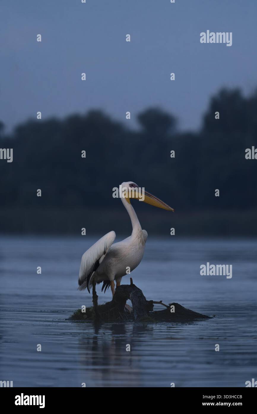Vista di un pellicano arroccato regalmente su una piccola roccia nell'acqua, le sue piume bianche contrastano con l'acqua scura e naturale, Bucarest, Bucarest, Romana Foto Stock
