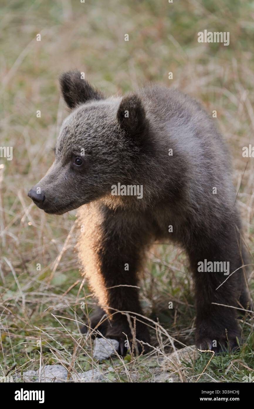 Vista di un giovane cucciolo di orso bruno, in piedi sull'erba secca, la sua pelliccia cattura il caldo bagliore del sole che tramonta, creando un contrasto sorprendente, Bucarest, Buc Foto Stock
