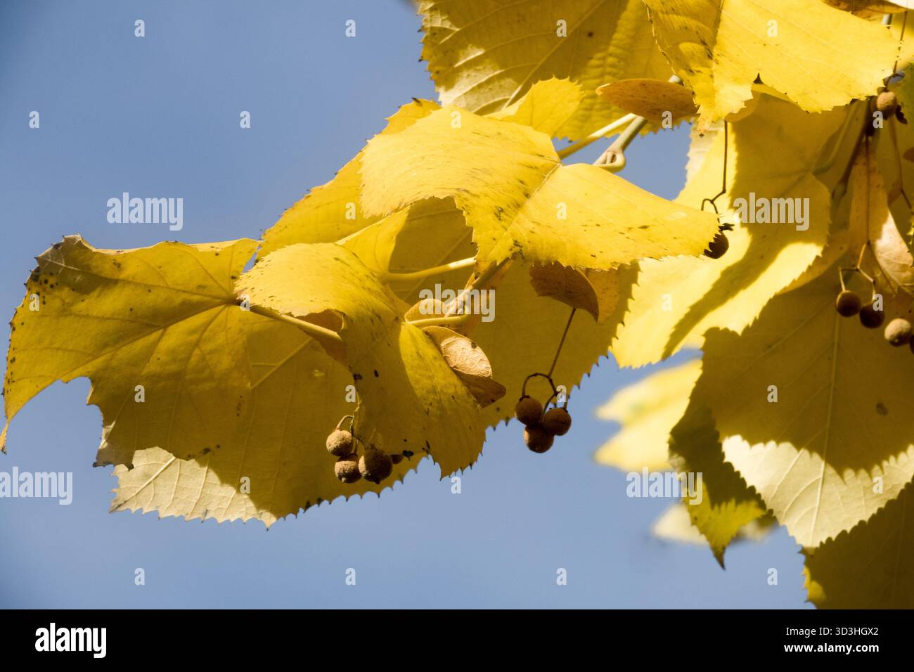 Foglie d'oro, foglie di foglie, tiglio d'argento, foglie di Tilia tomentosa da vicino in colore autunnale Foto Stock
