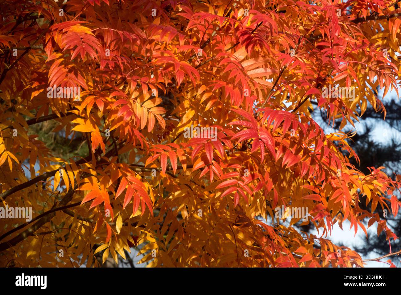Foglie di alberi autunnali foglie rosse Rowan Foto Stock