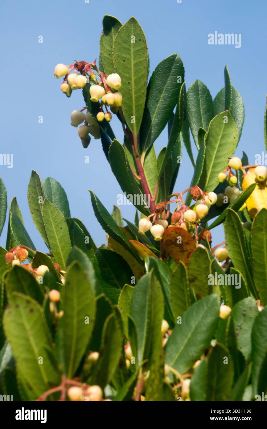 Fragola Arbutus unedo fiori e foglie Foto Stock