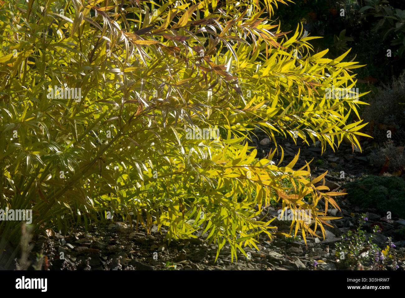 Amsonia elliptica è una perenne decidua che diventa gialla in autunno Foto Stock