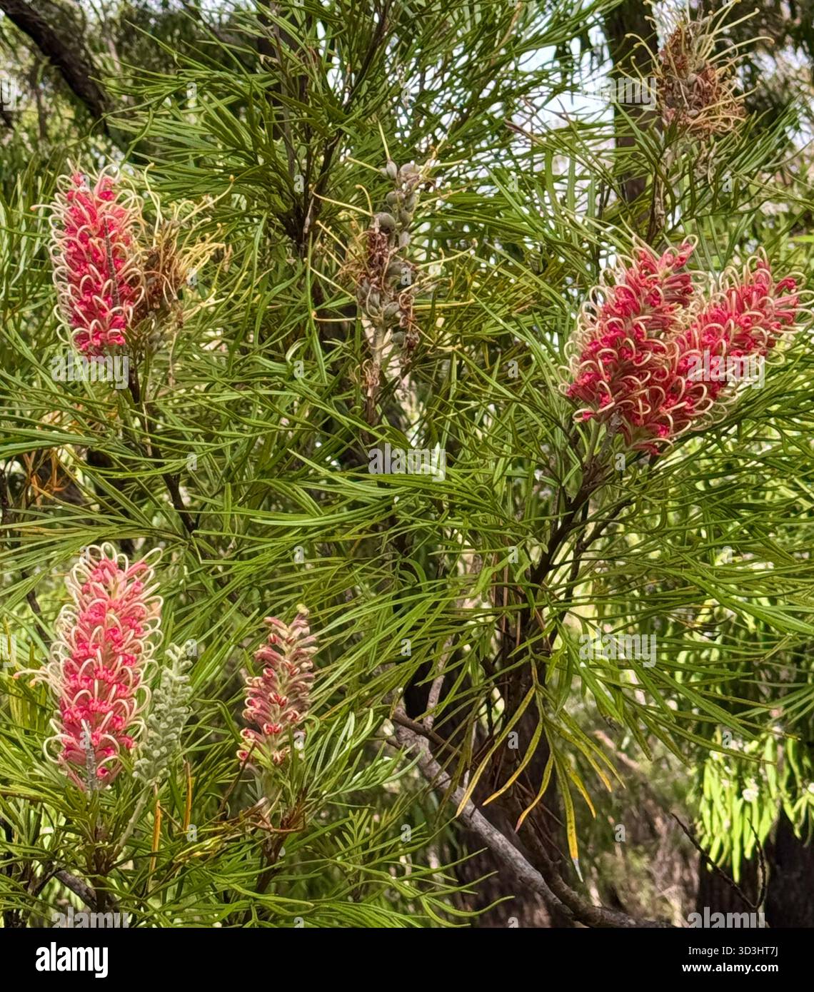 Arbusto fiorito autoctono di grevillea nell'Australia occidentale - Immagine stock catturata con smartphone