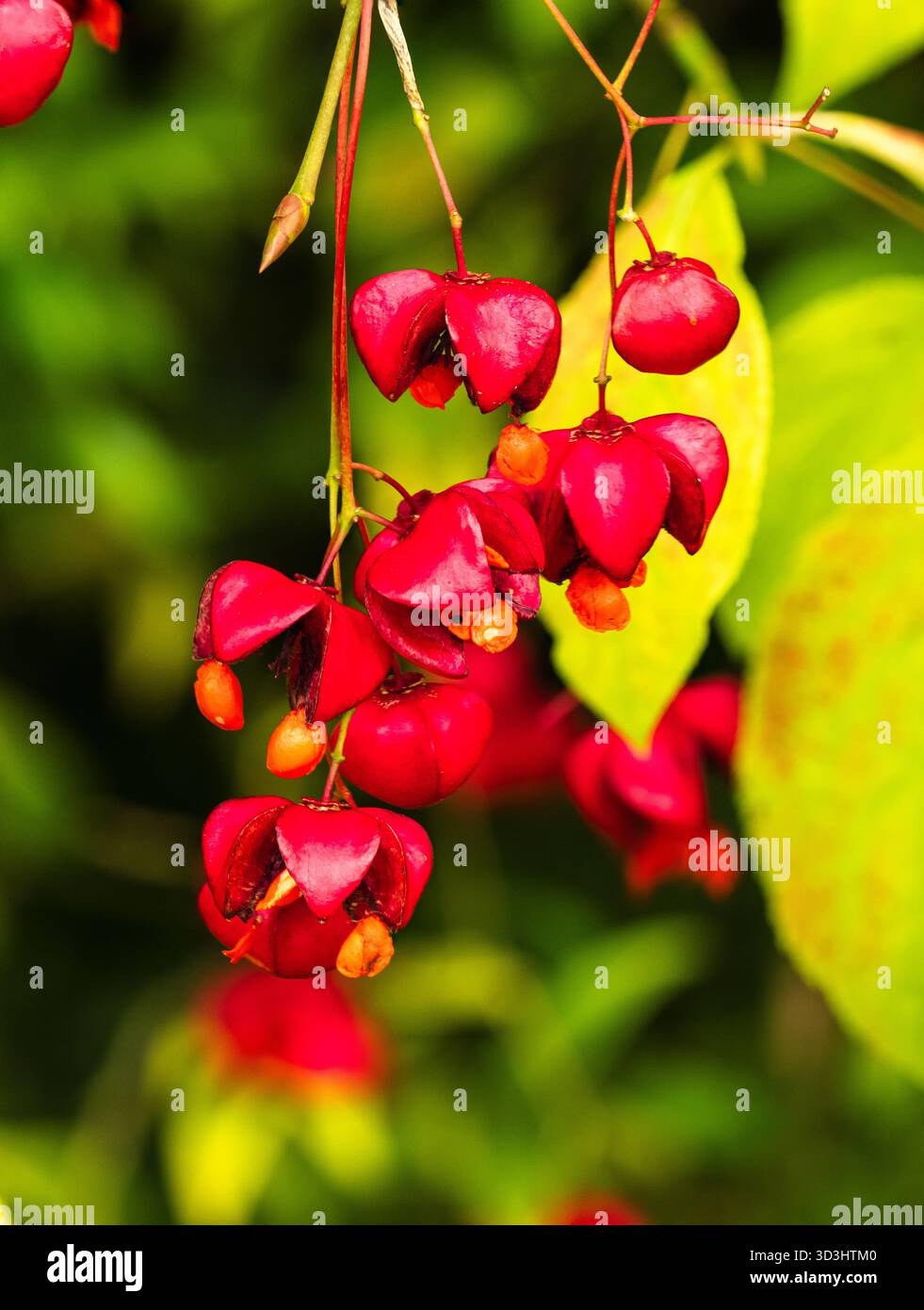 Semi rossi di avena e semi d'arancia dell'arbusto fuso coreano deciduo, Euonymus planipes Foto Stock