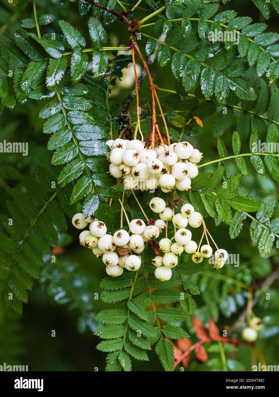 Bacche autunnali bianche del rudoso rowan cinese ornamentale, Sorbus koehneana Foto Stock