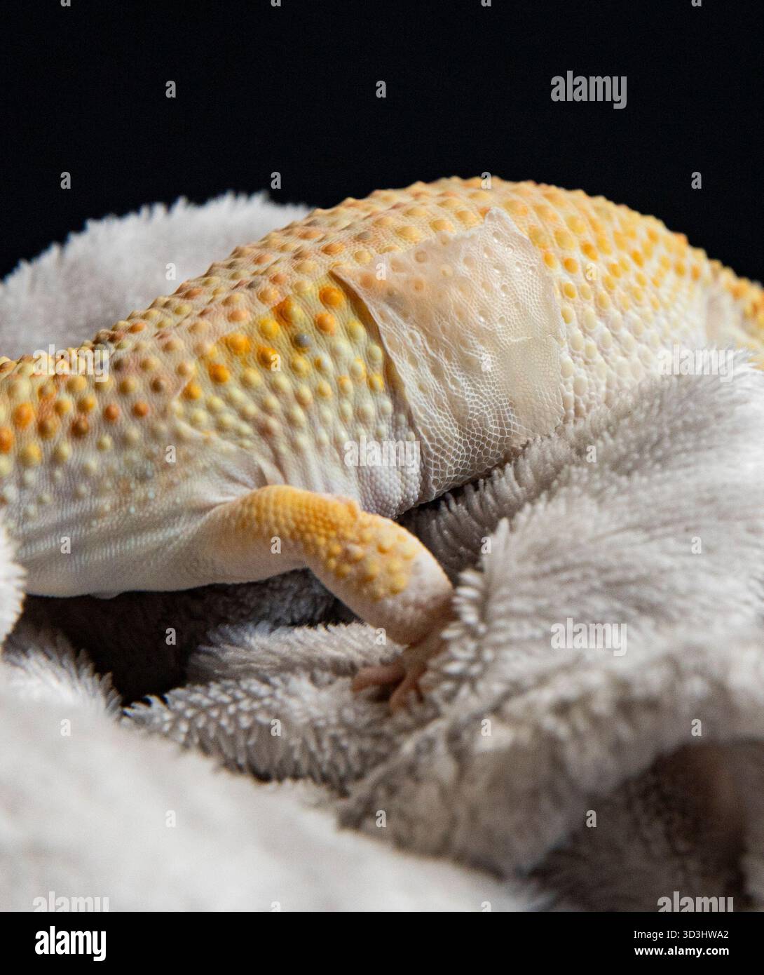 Un primo piano del corpo di un geco leopardo che ne cancella la pelle, una visione dettagliata del processo di rigenerazione della lucertola. Foto Stock