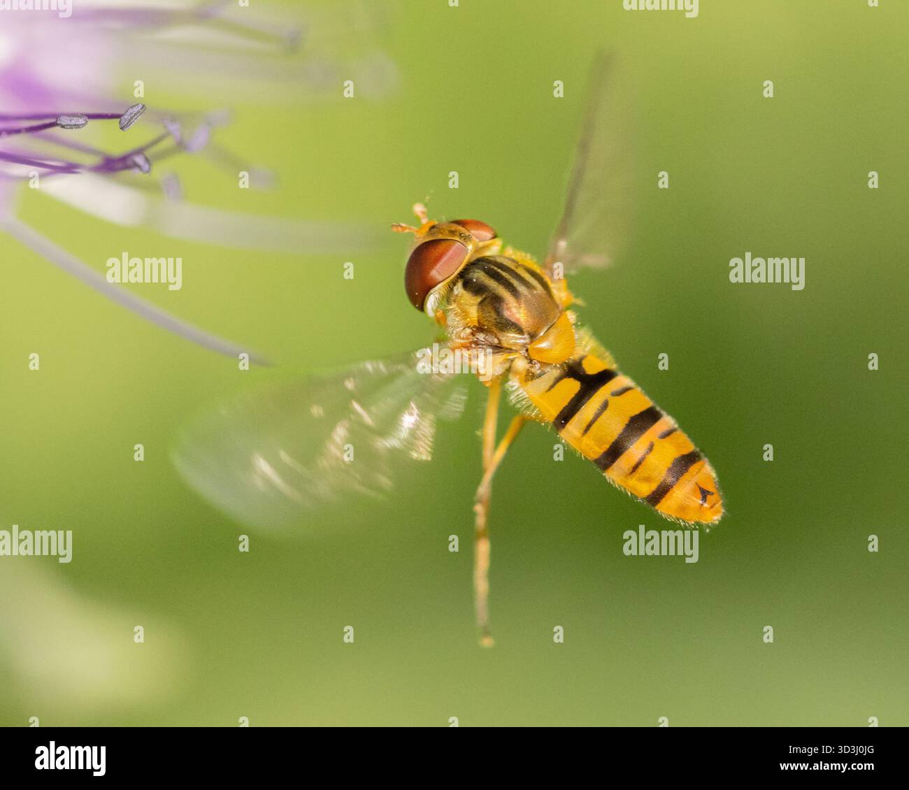 Hoverfly, Bedfordshire, Regno Unito Foto Stock