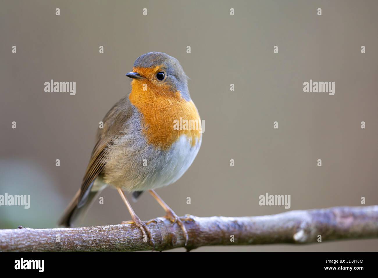 Primo piano dettagliato di un uccello selvaggio del Regno Unito (erithacus rubecula) che si trova isolato su un piccolo ramo, con la testa che guarda di lato. Foto Stock