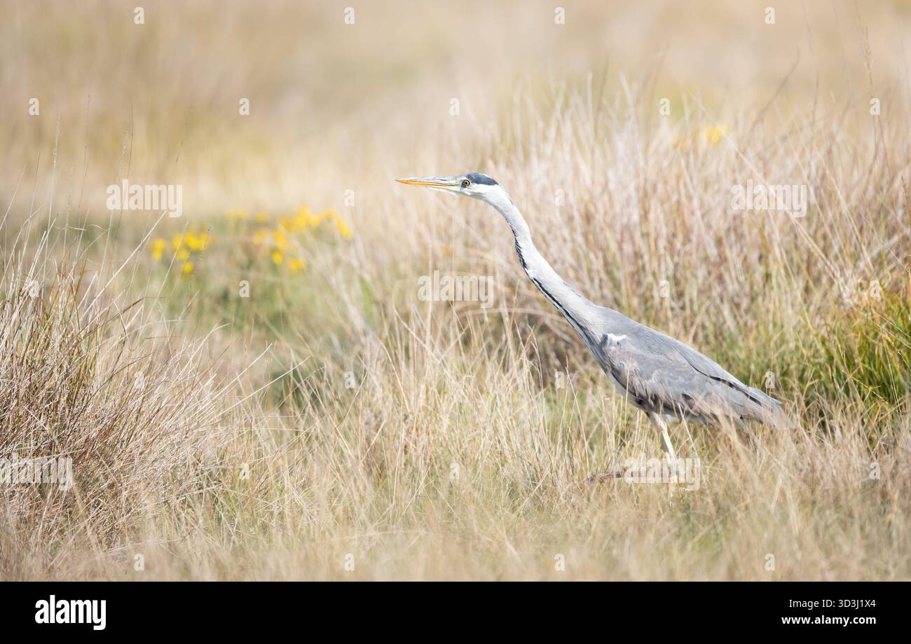 Primo piano di un airone grigio che caccia in erba alta in un prato, Regno Unito Foto Stock