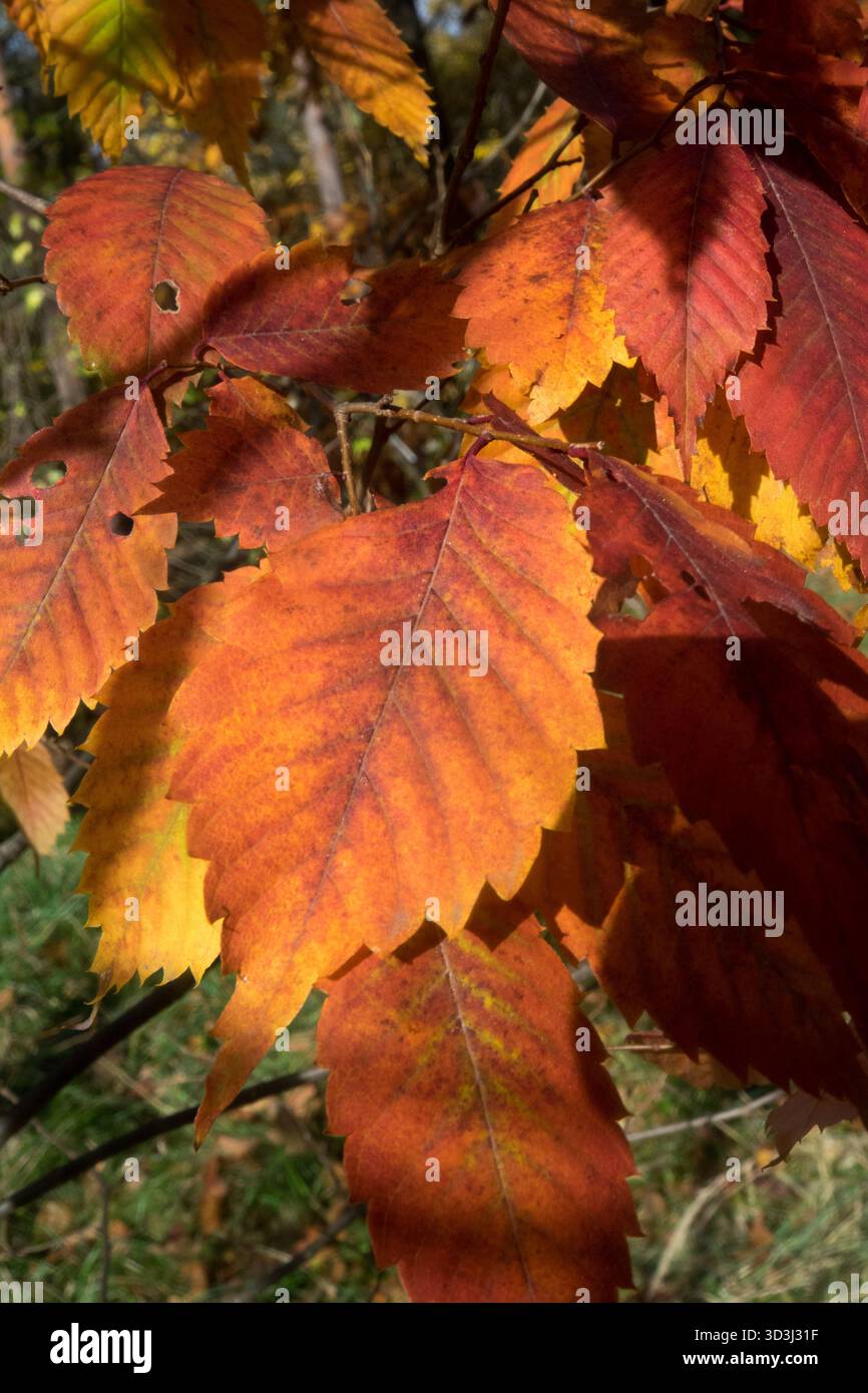 Zelkova serrata giapponese colori autunnali Foto Stock