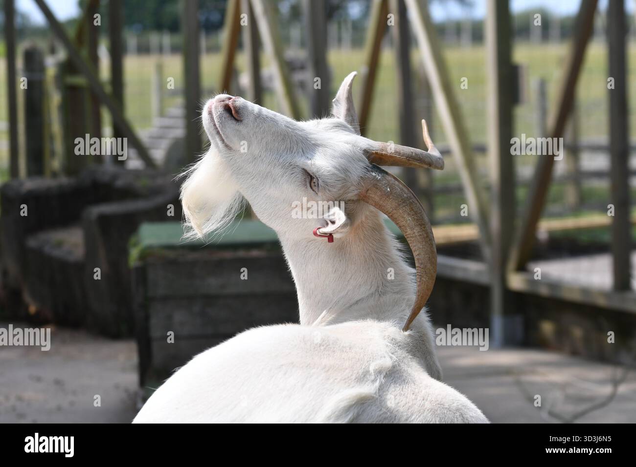 Capra al Raystede Centre for Animal Welfare, The Broyle, Ringmer, East Sussex, Regno Unito Foto Stock