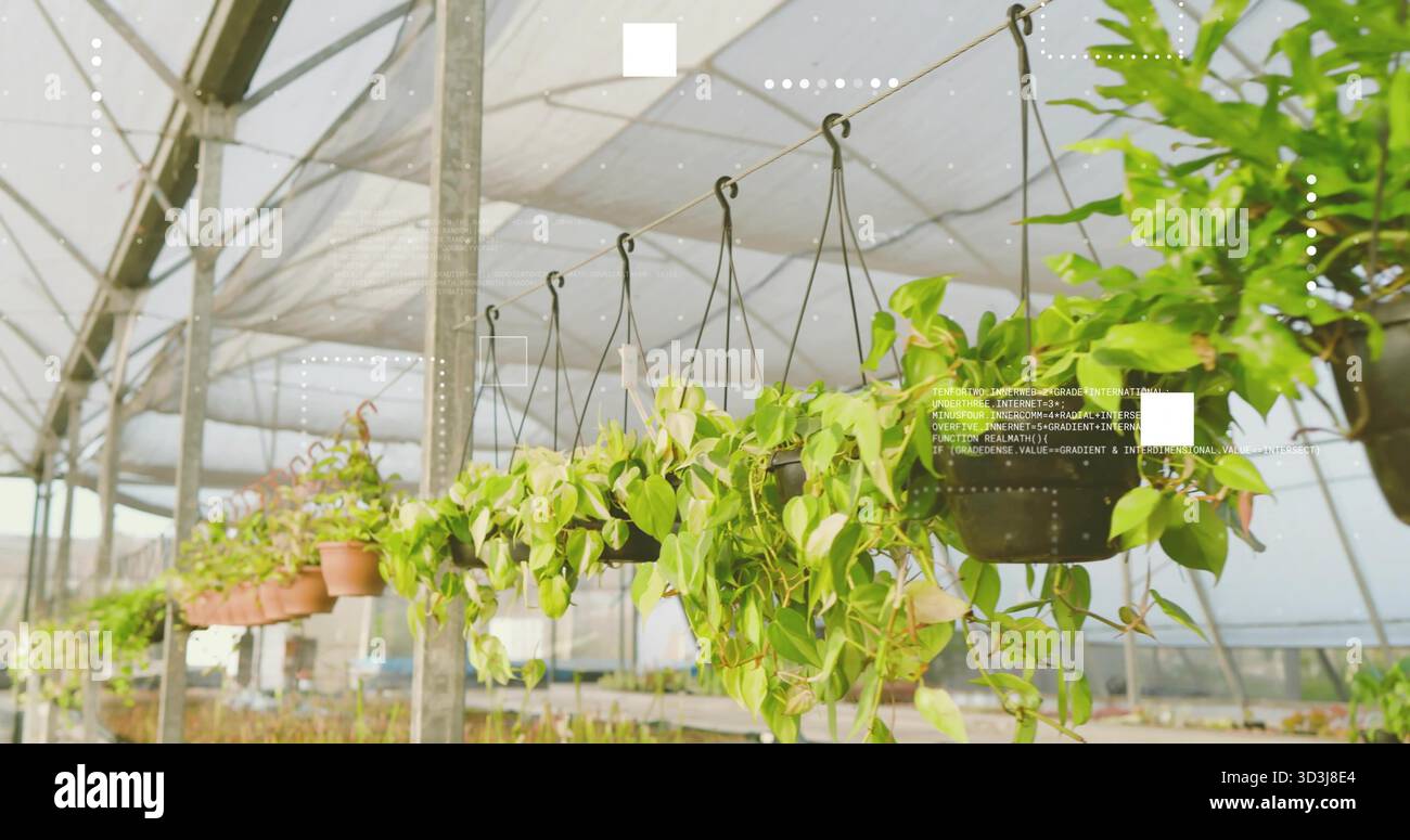 Serra con vasi sospesi e viti trainate, stoffa per piantine, panche per irrigazione Foto Stock