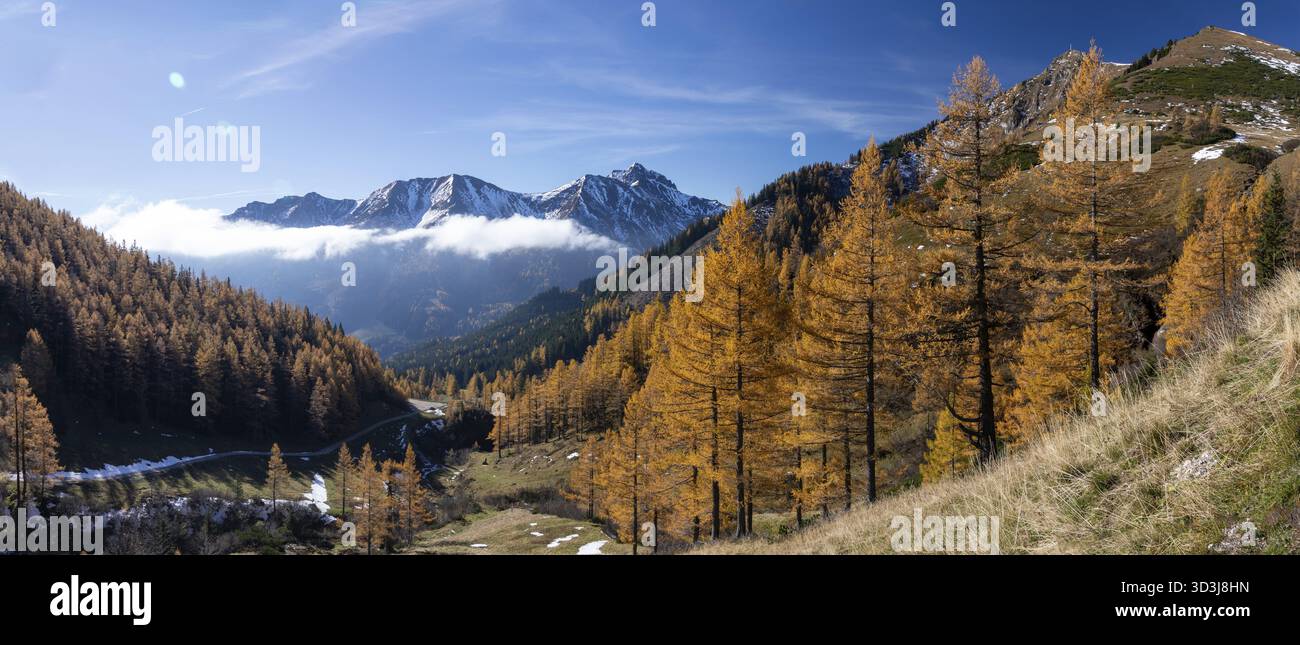 Atmosfera autunnale, larici con foglie, sullo sfondo della catena montuosa Eisenerzer Reichenstein, Praebichl, Stiria, Austria Foto Stock