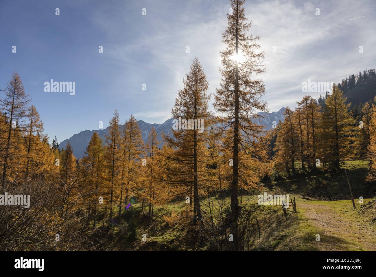 Atmosfera autunnale, foresta di larici con foglie autunnali, Eisenerzer Reichenstein Behind, Eisenerzer Alps, Praebichl, Stiria, Austria Foto Stock